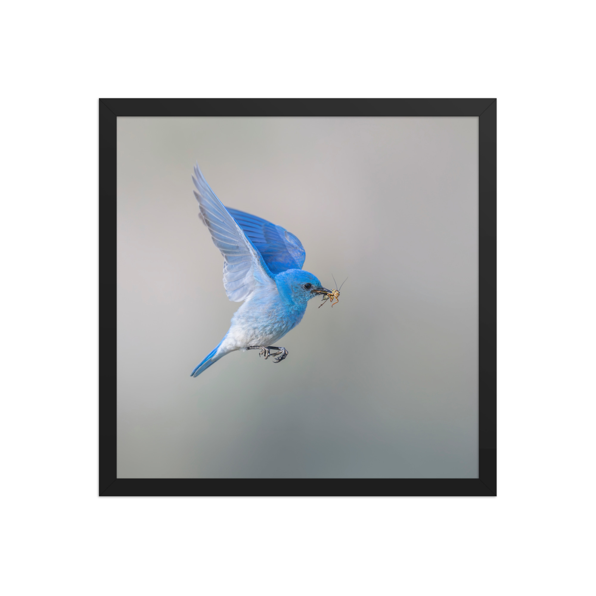 Mountain Bluebird with prey! Framed photo paper poster - Image 8