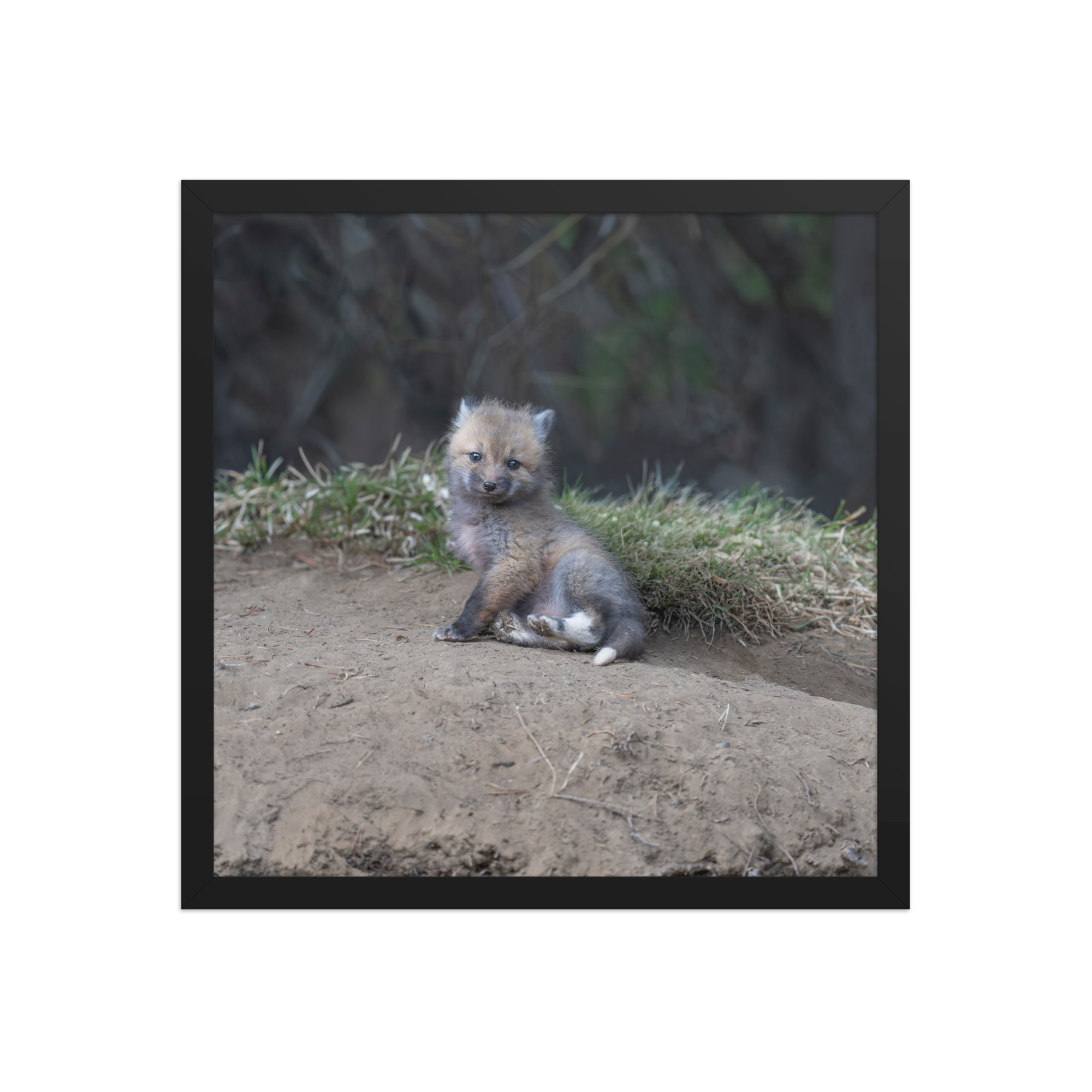 Guarding Den Baby Red fox! Framed photo paper poster - Image 8
