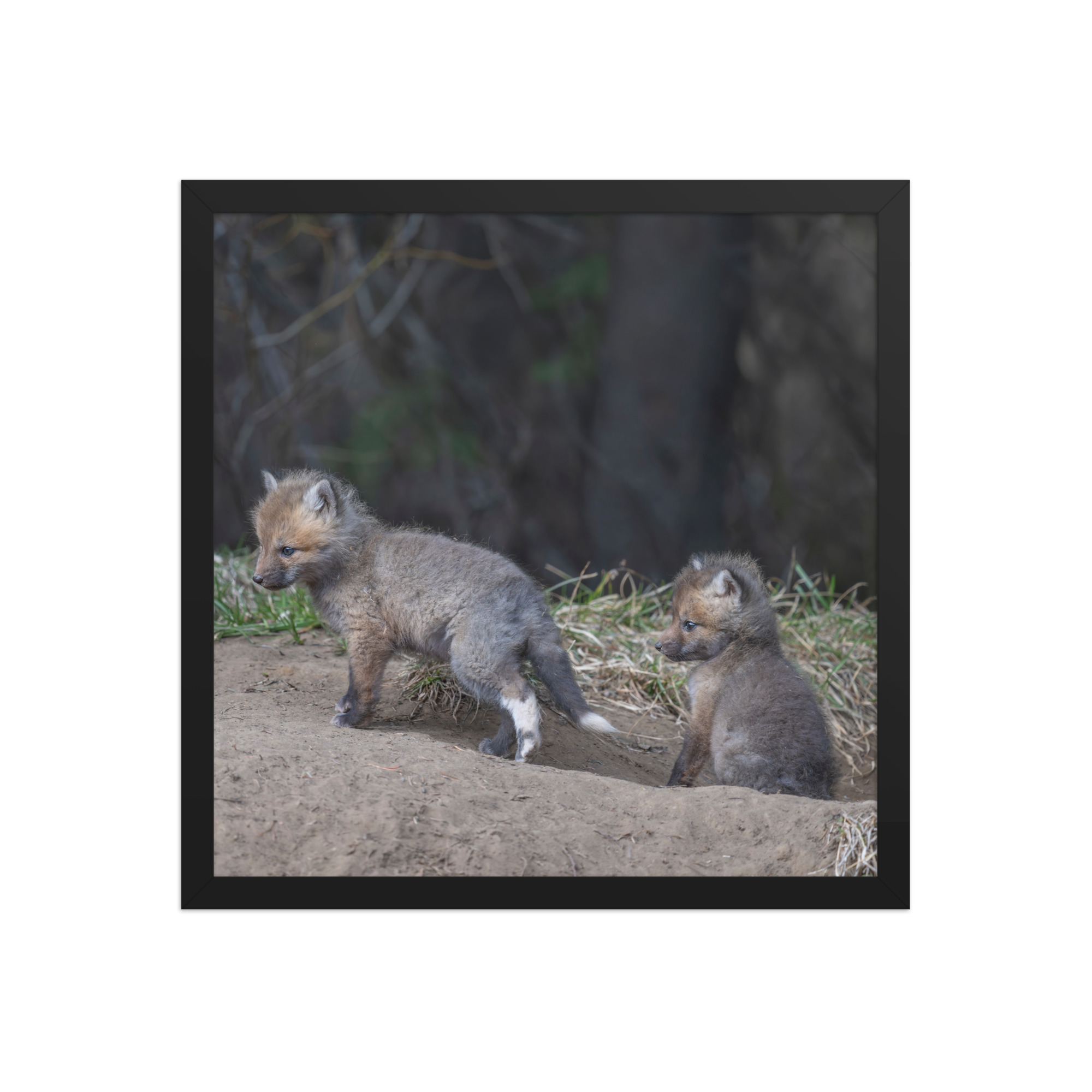 Play Time Baby Red fox!  Framed photo paper poster - Image 8