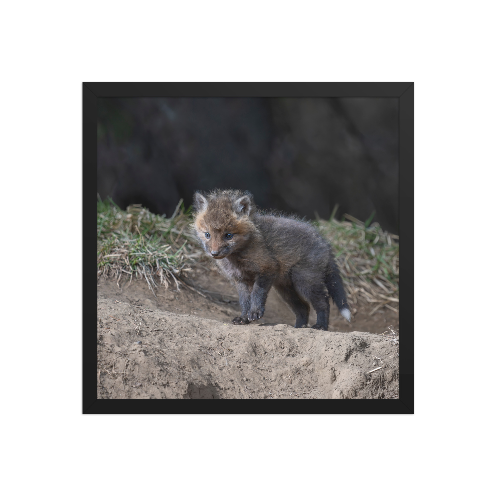 Just checking Baby Red fox! Framed photo paper poster - Image 8