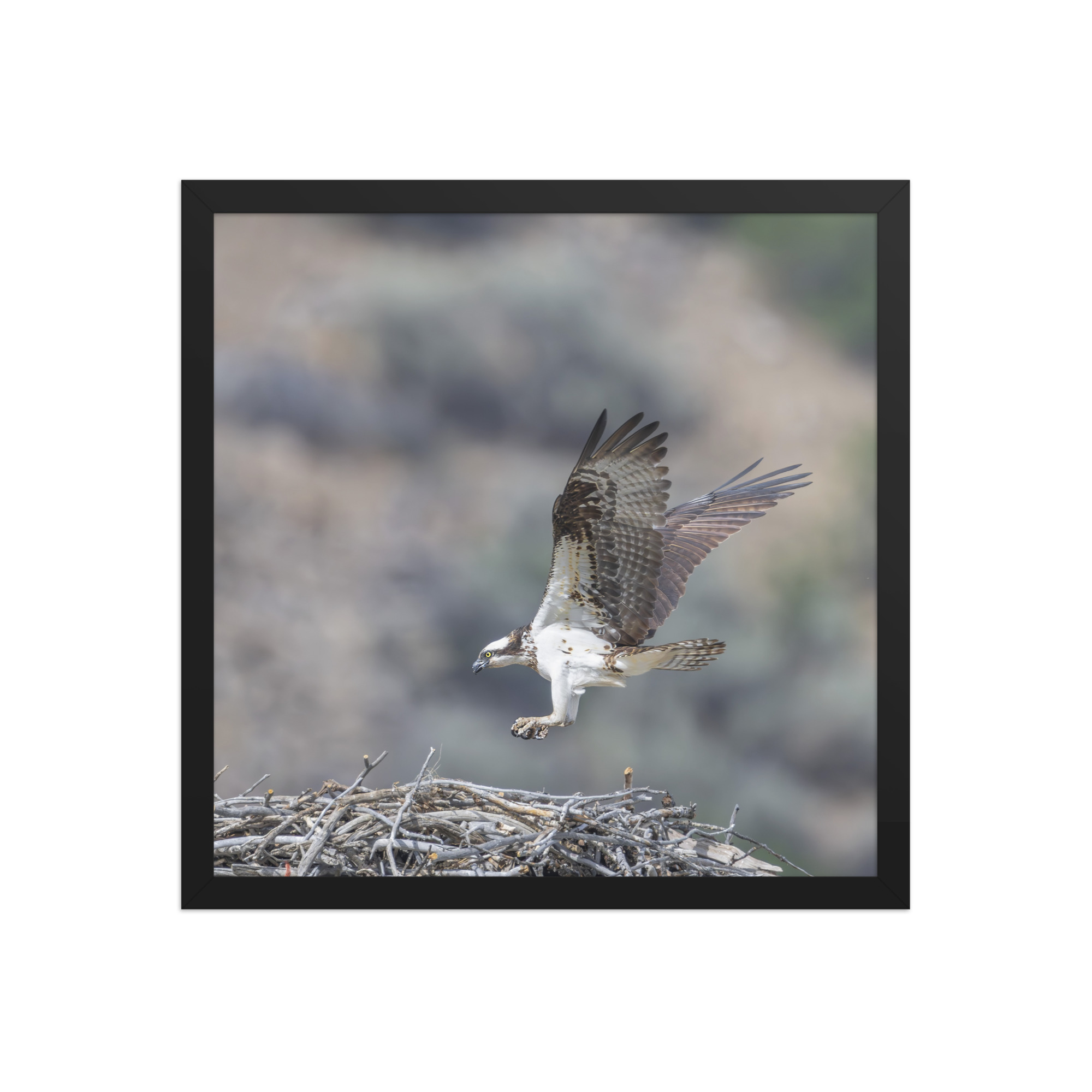 Osprey Landing on its nest! Framed photo paper poster - Image 8