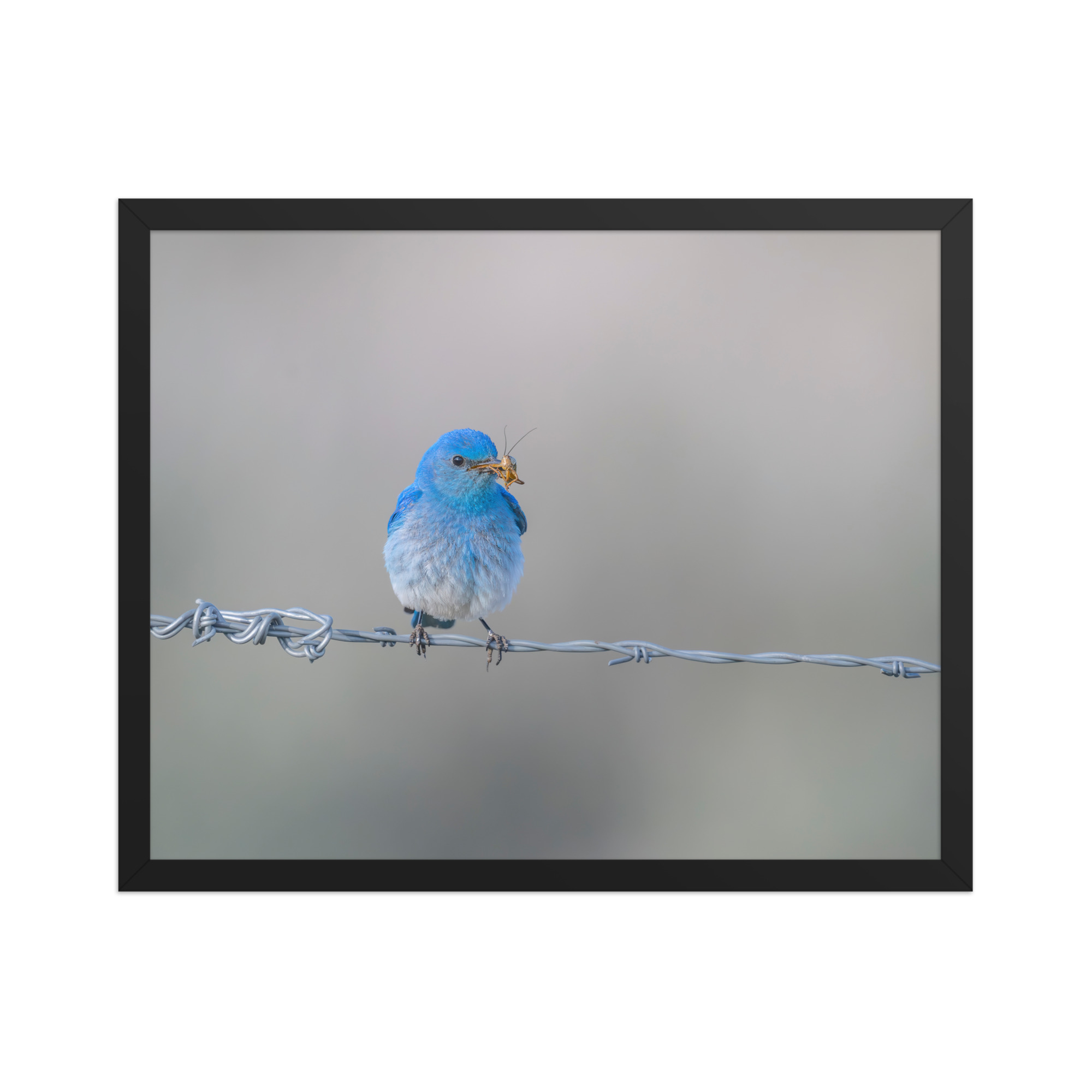 Mountain Blue Bird! Framed photo paper poster - Image 9