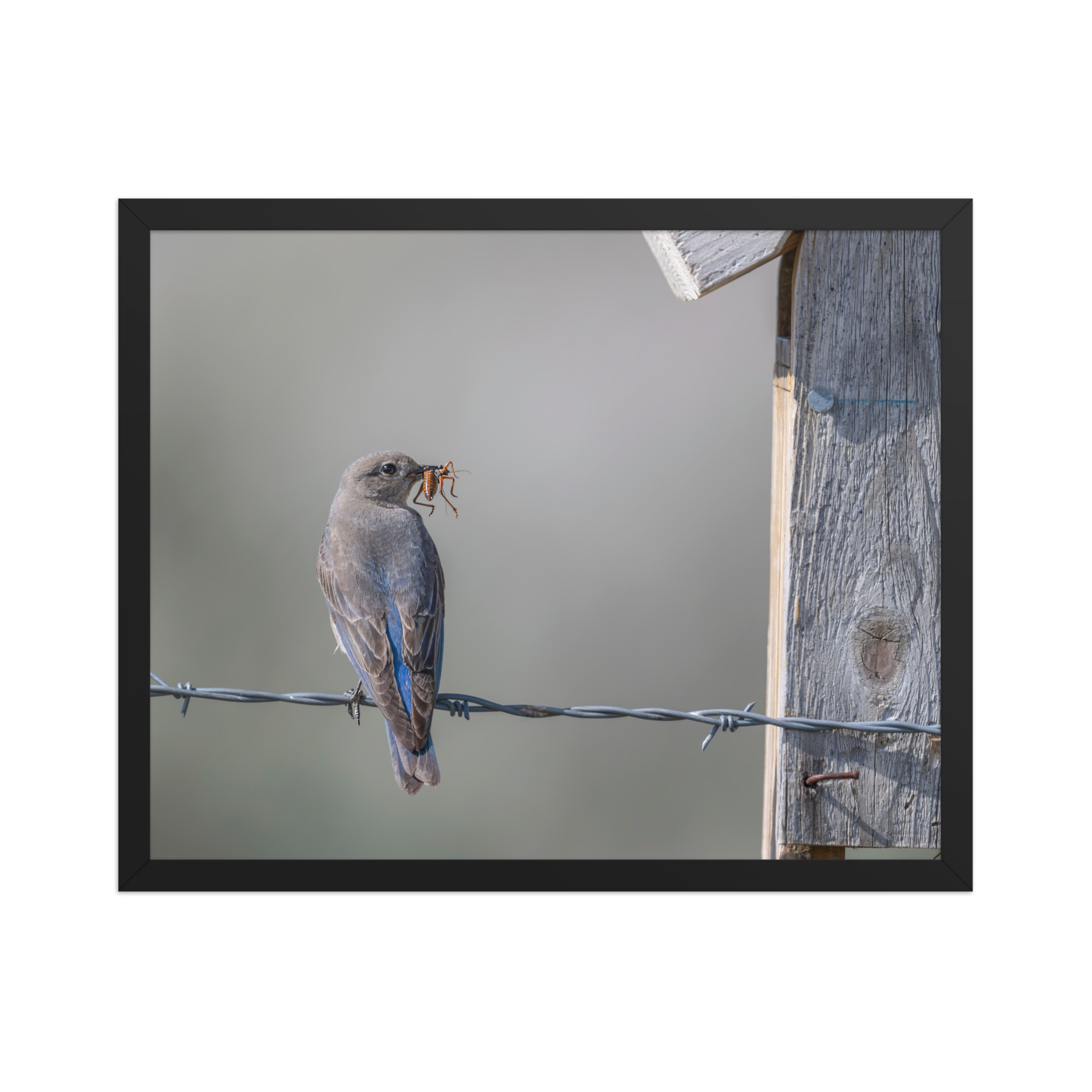 Mama Mountain bluebird with food! Framed photo paper poster - Image 9