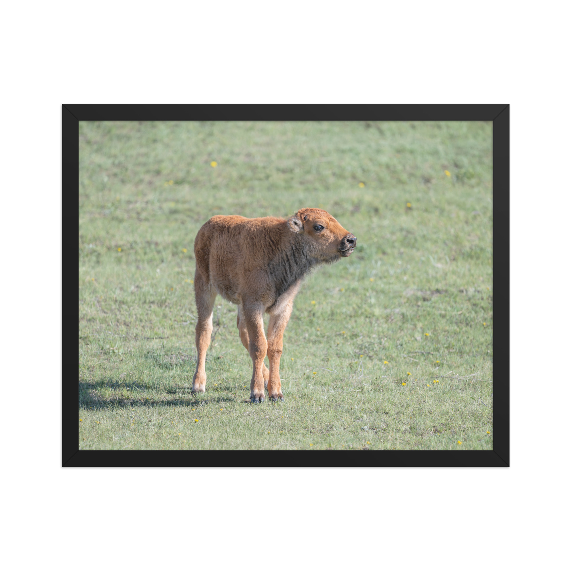 Baby Bison! Framed photo paper poster - Image 9