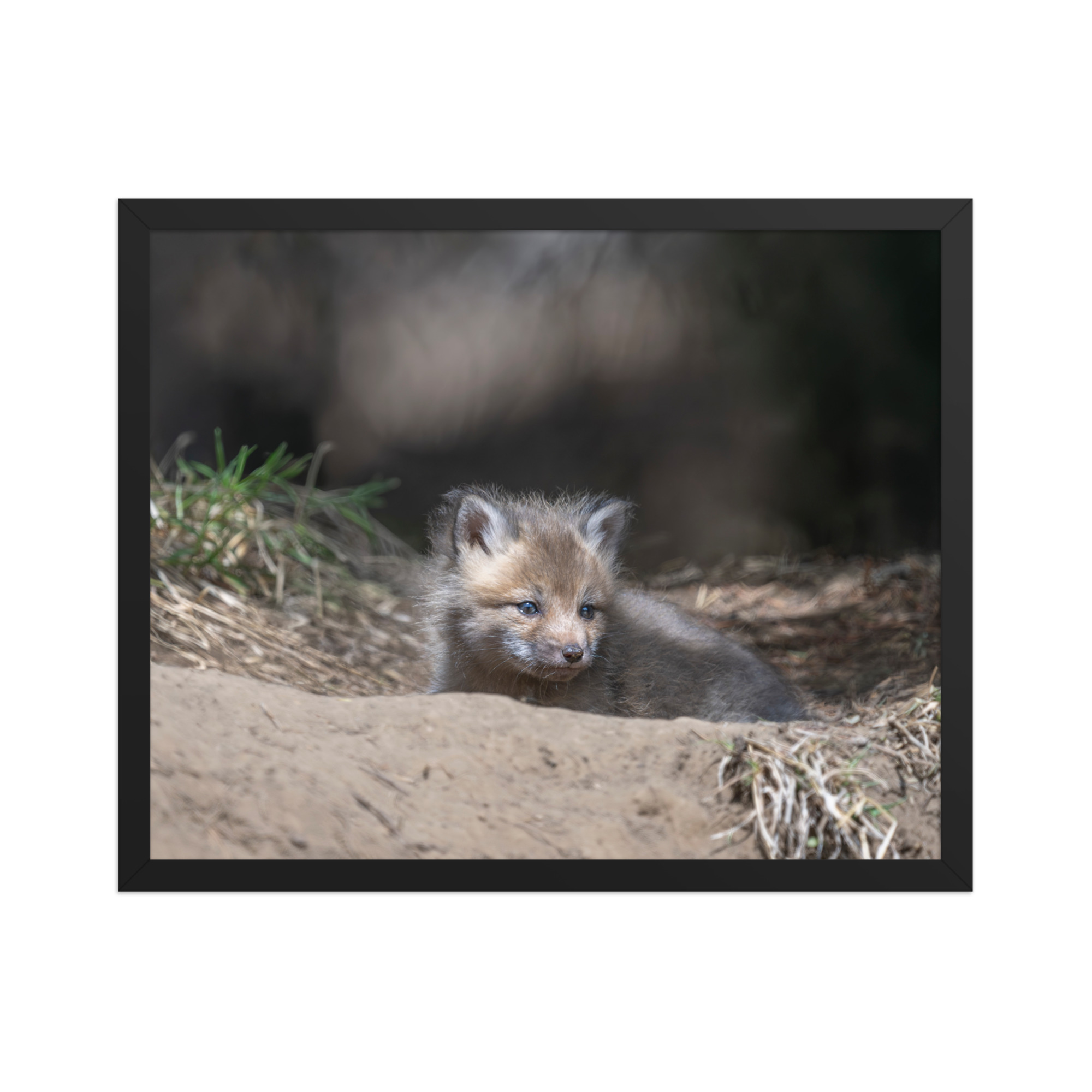 Baby Red fox waiting for Mom! Framed photo paper poster - Image 9