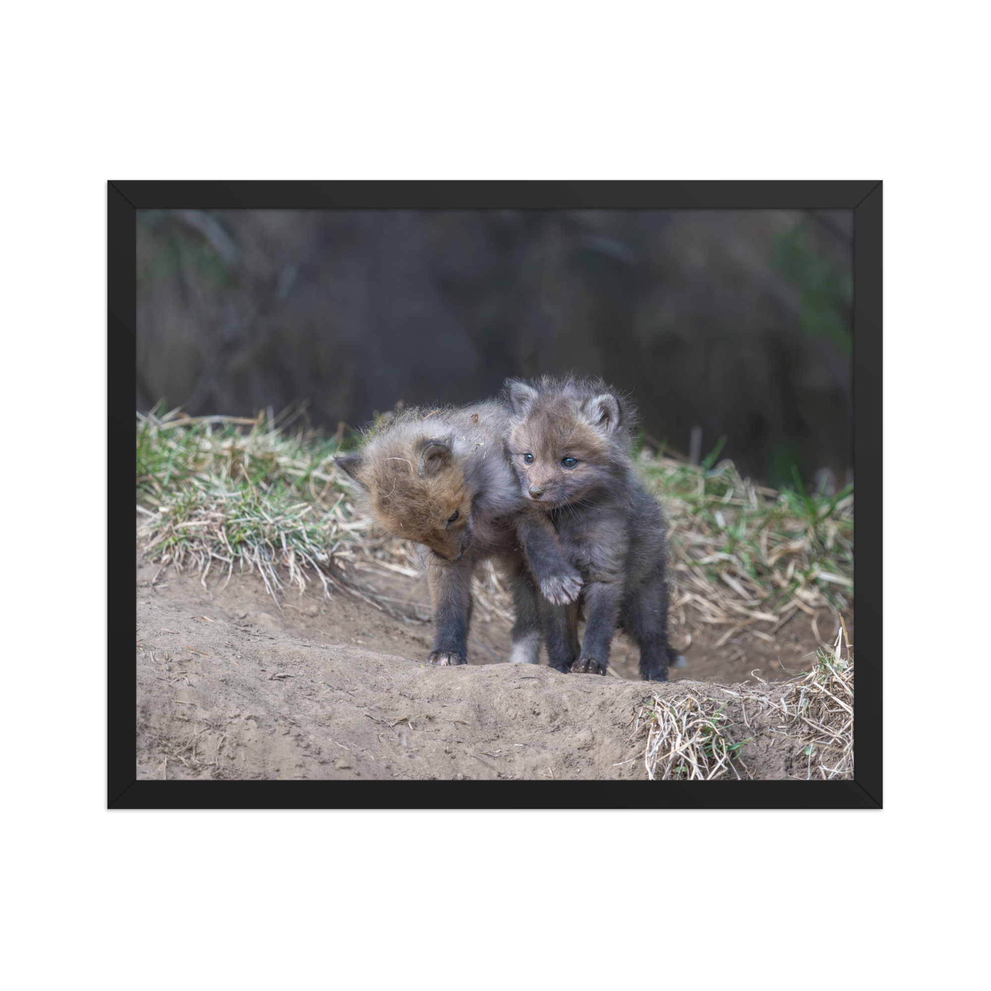 Brothers in Arms Red fox kits! Framed photo paper poster - Image 9
