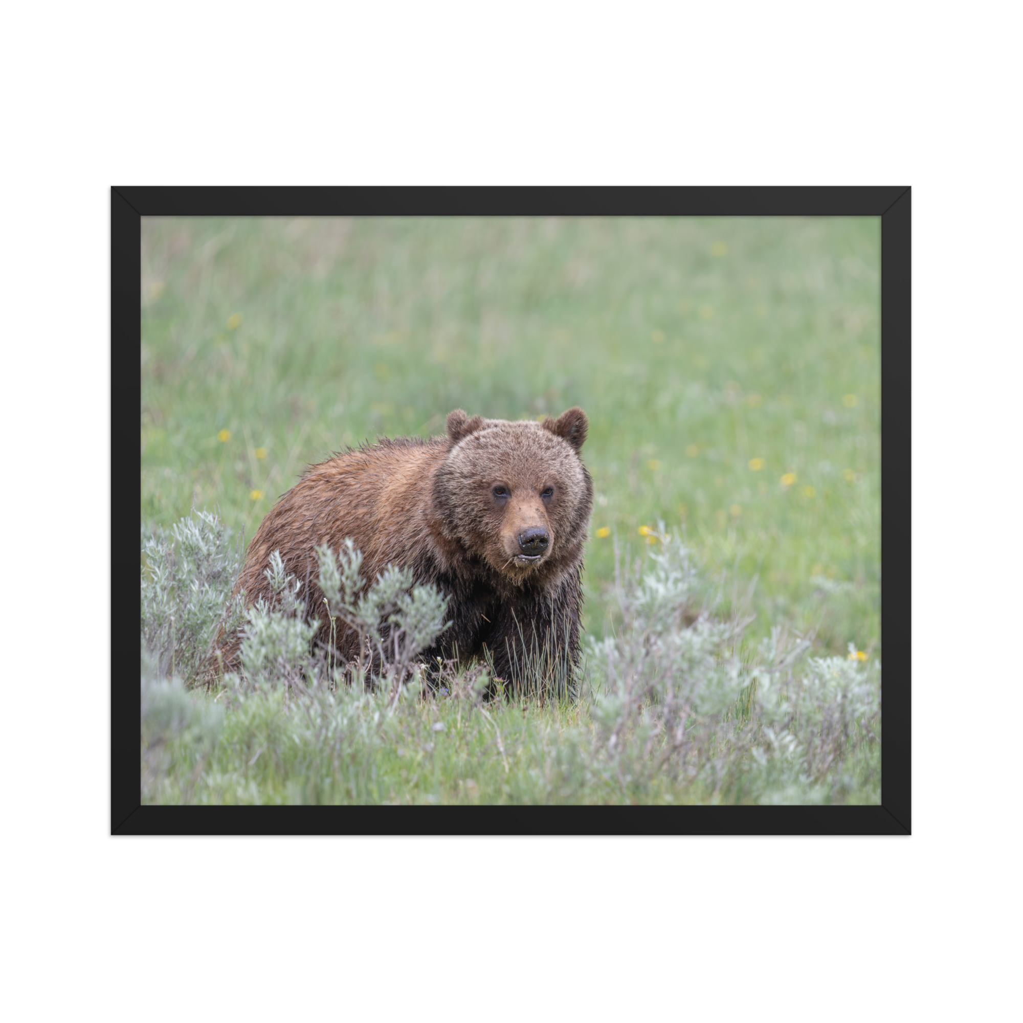 Hungry Grizzly in a Meadow! Framed photo paper poster - Image 9