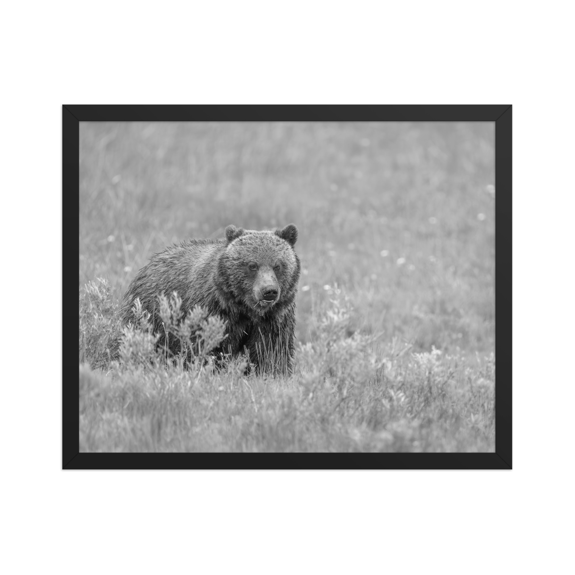 Hungry Grizzly in a Meadow! Monochrome Framed photo paper poster - Image 9