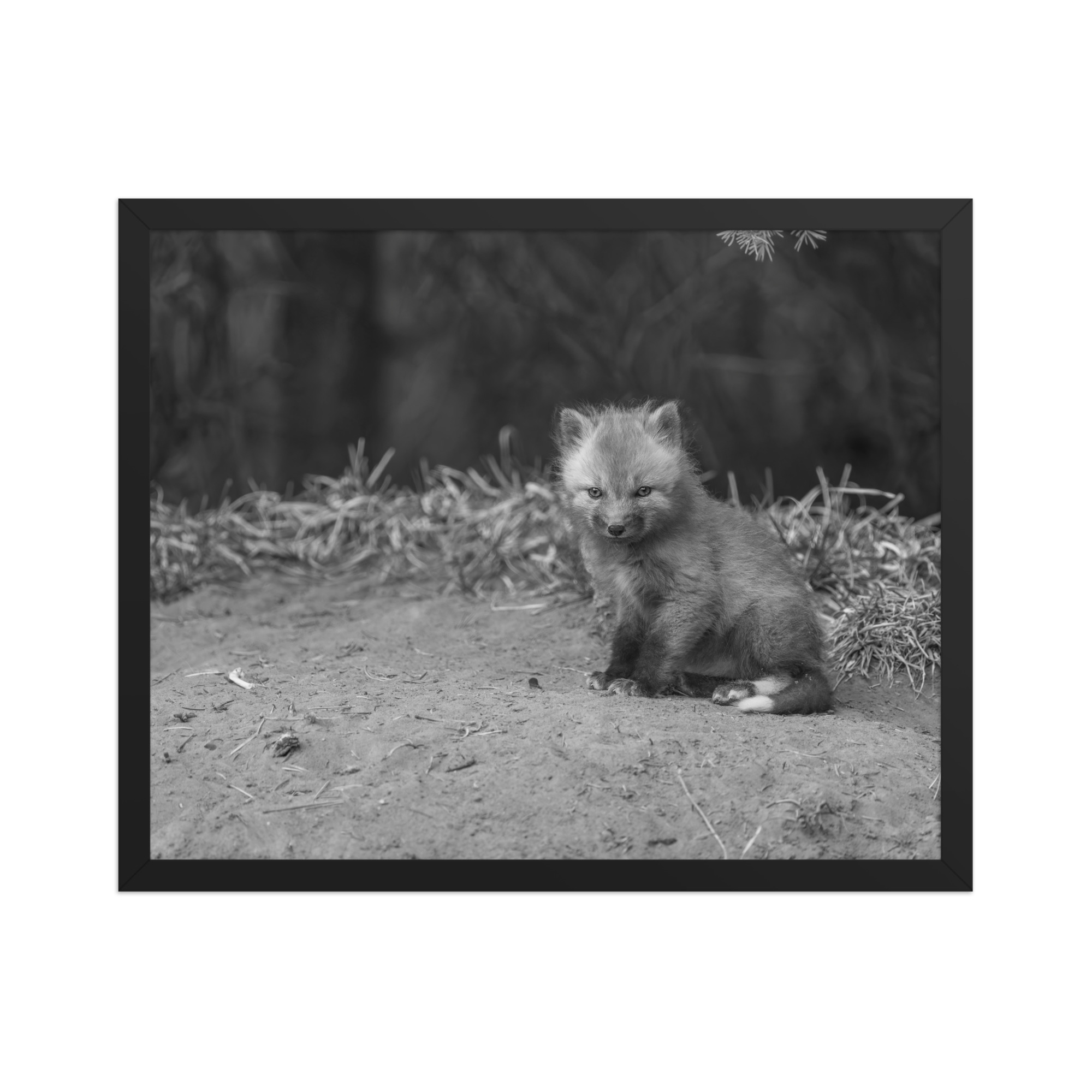 Sharp gaze baby red fox (Monochrome)! Framed photo paper poster - Image 9
