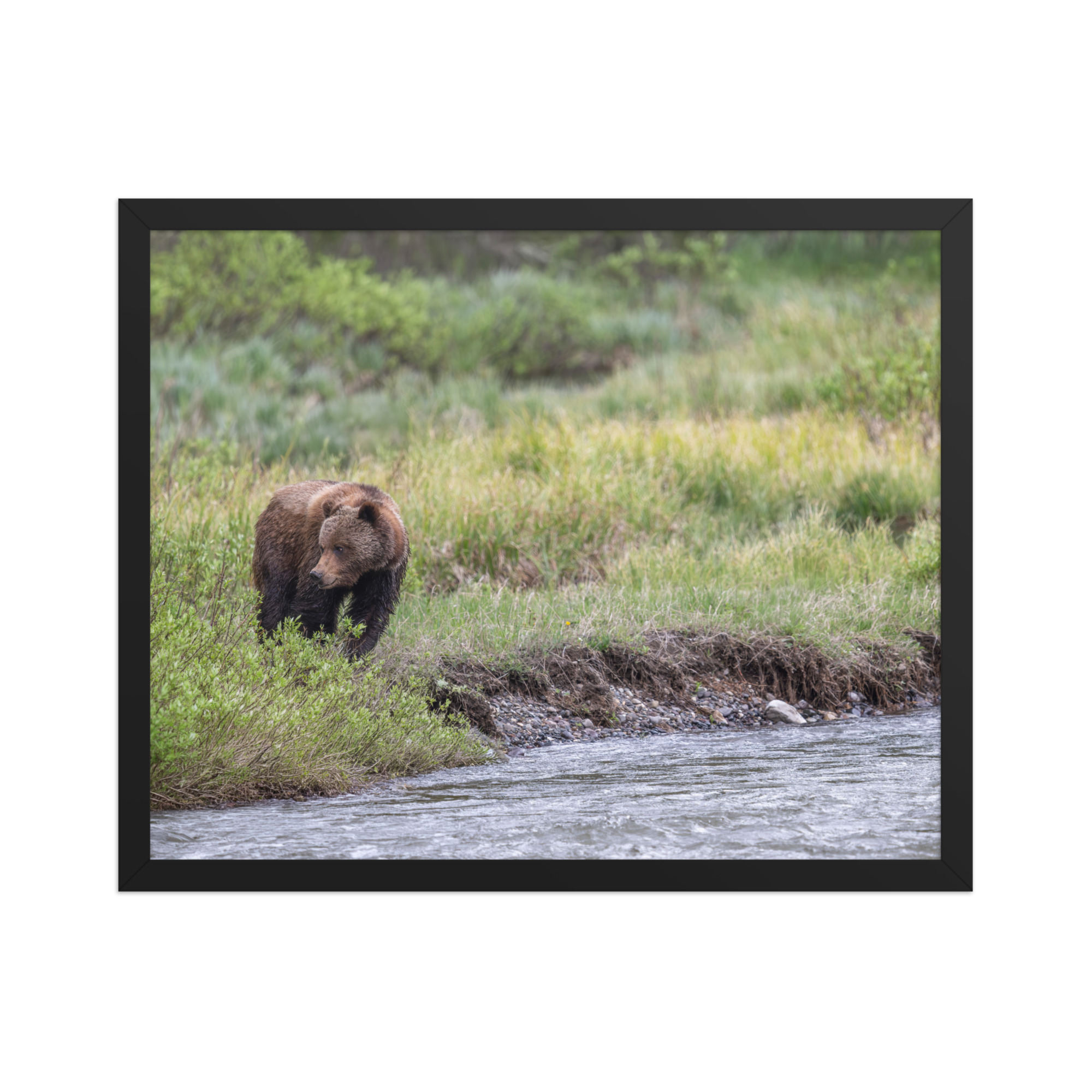 Grizzly getting read! Framed photo paper poster - Image 9