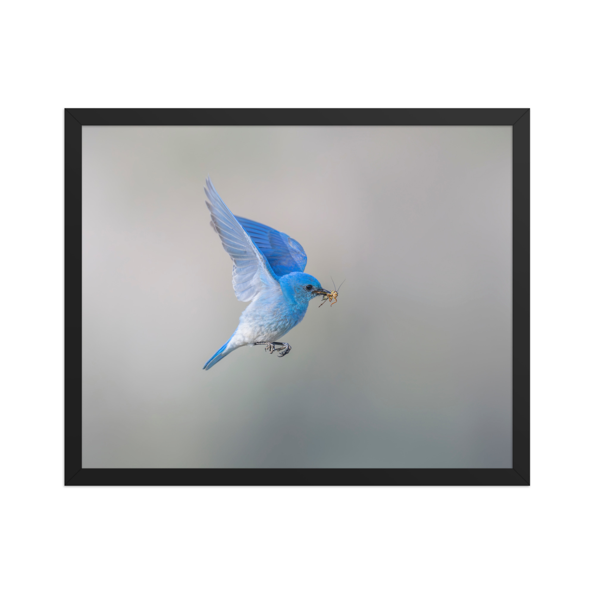 Mountain Bluebird with prey! Framed photo paper poster - Image 9