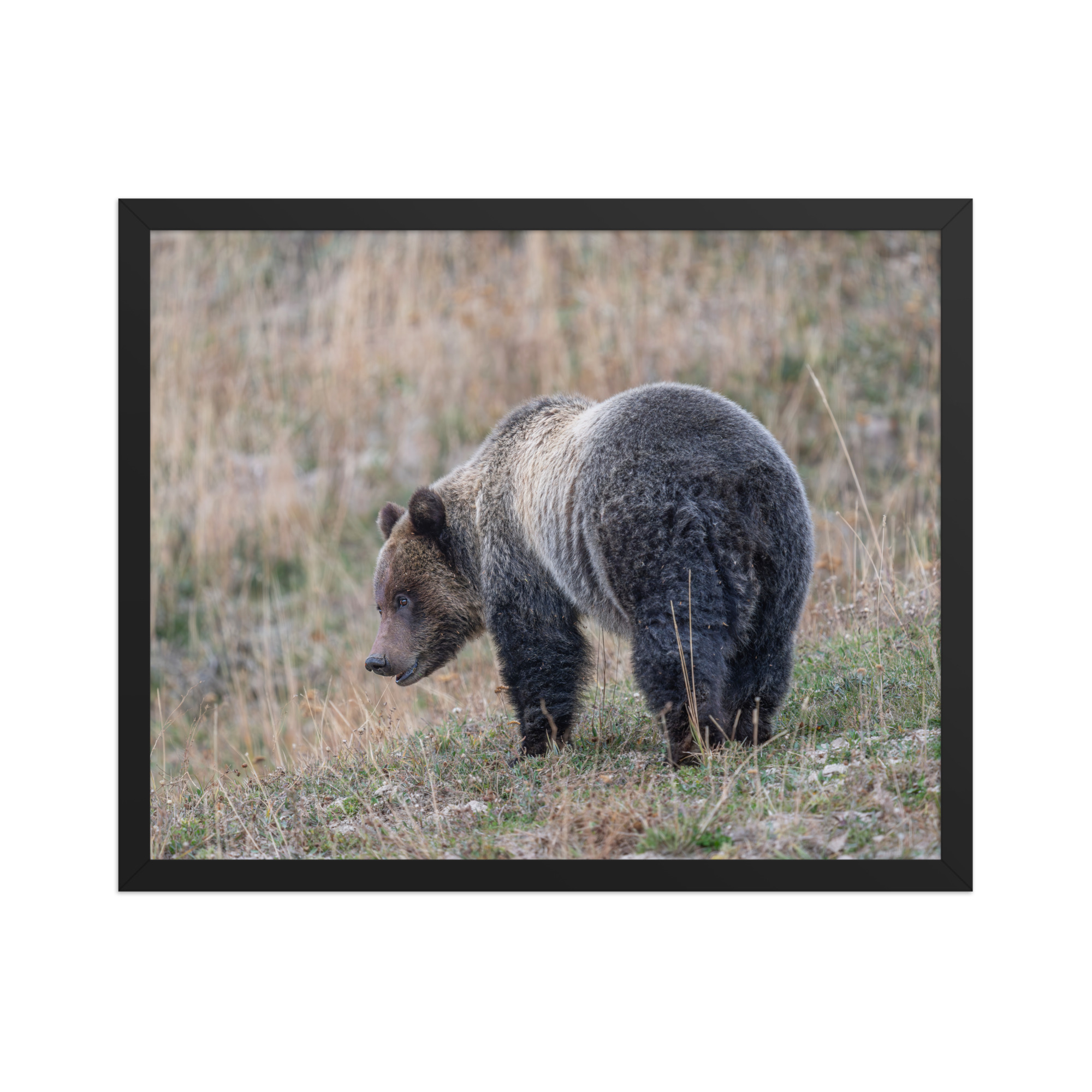 Grizzly of yellowstone! Framed photo paper poster - Image 9