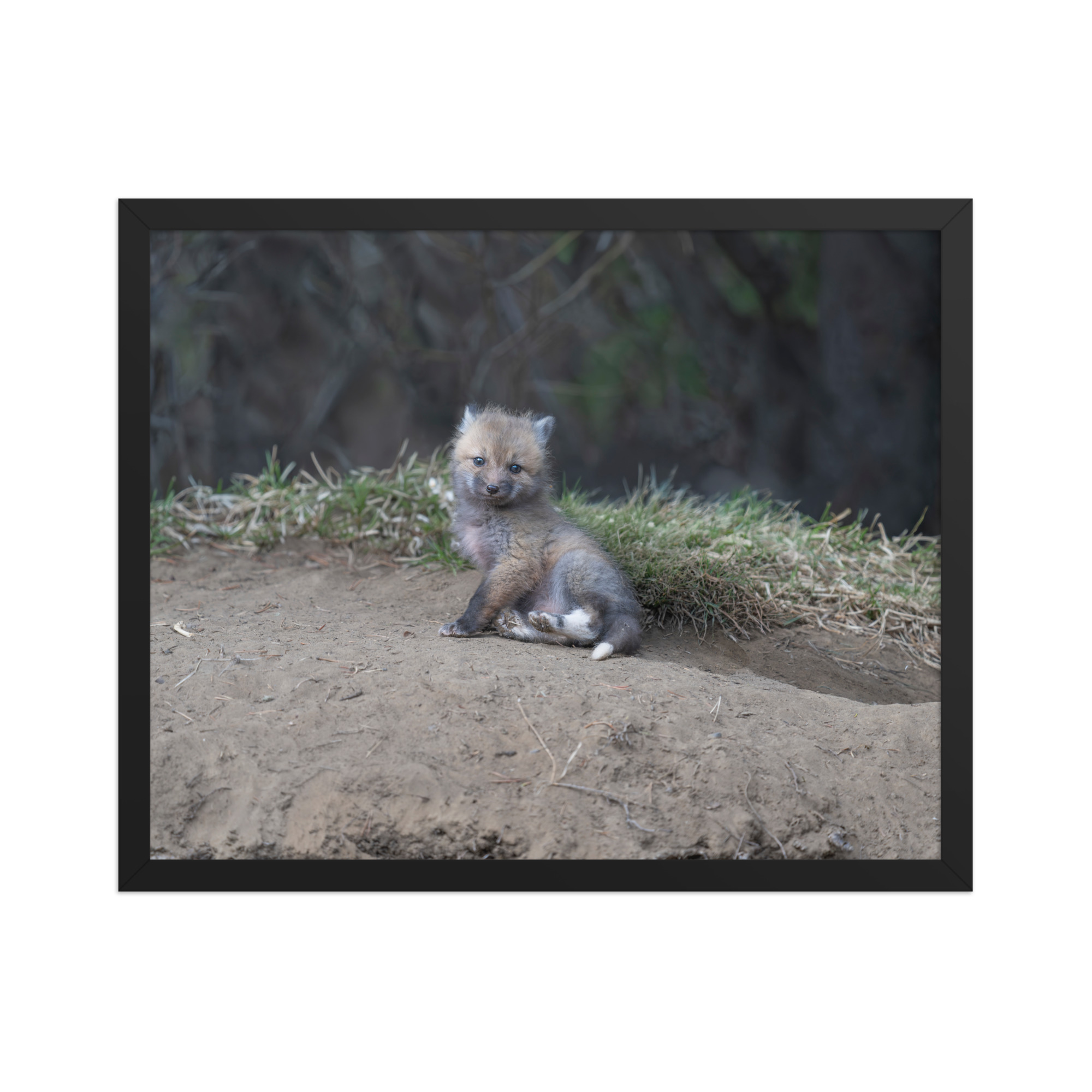 Guarding Den Baby Red fox! Framed photo paper poster - Image 9