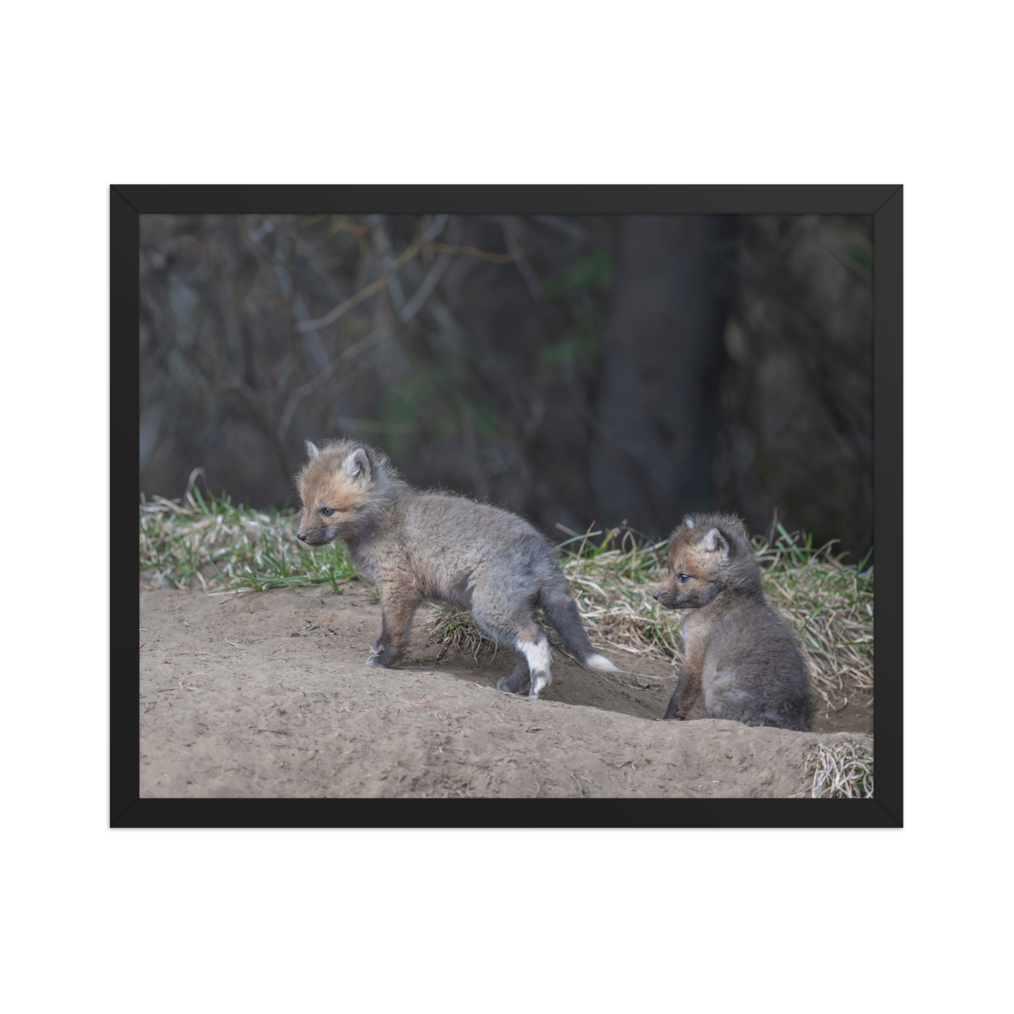 Play Time Baby Red fox!  Framed photo paper poster - Image 9