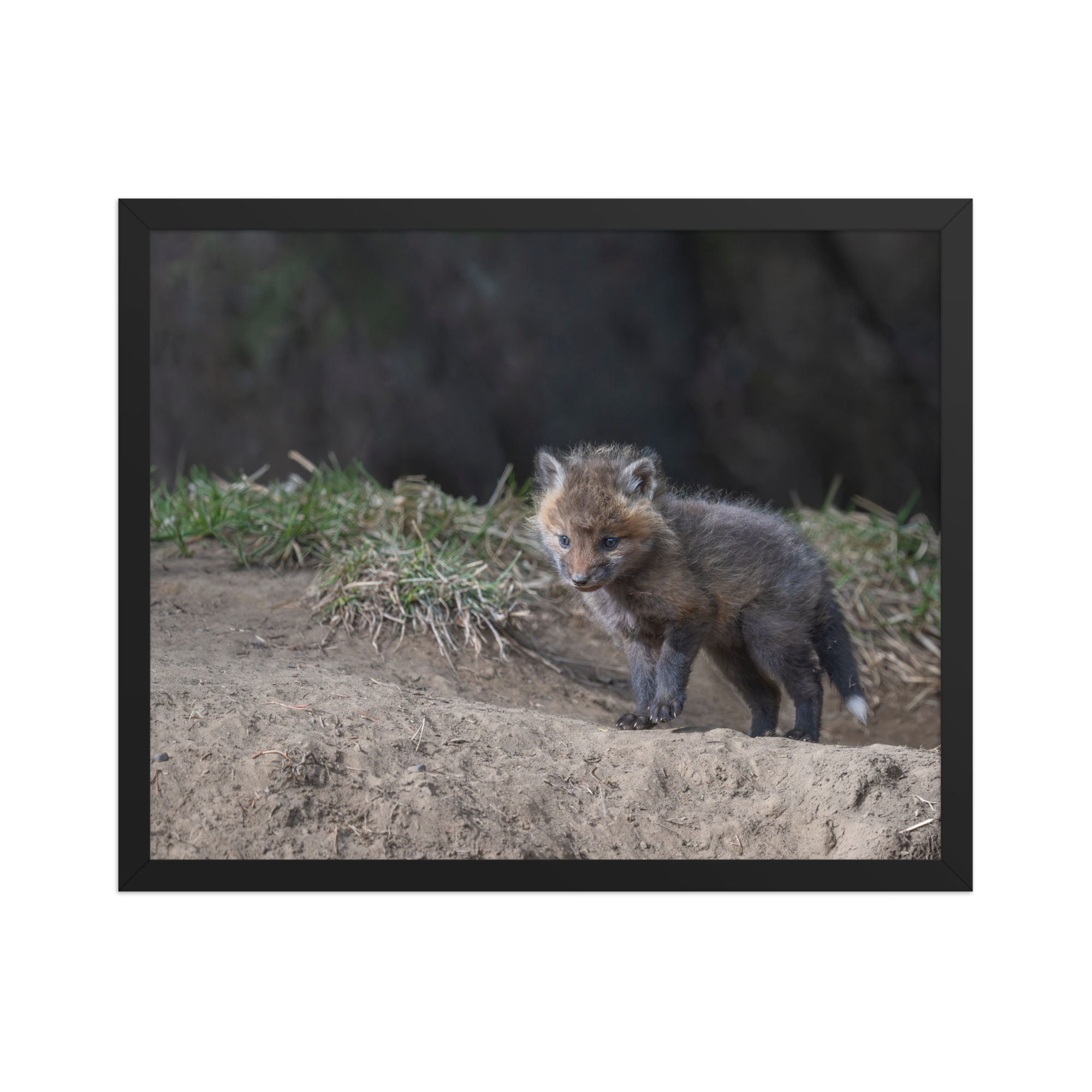 Just checking Baby Red fox! Framed photo paper poster - Image 9