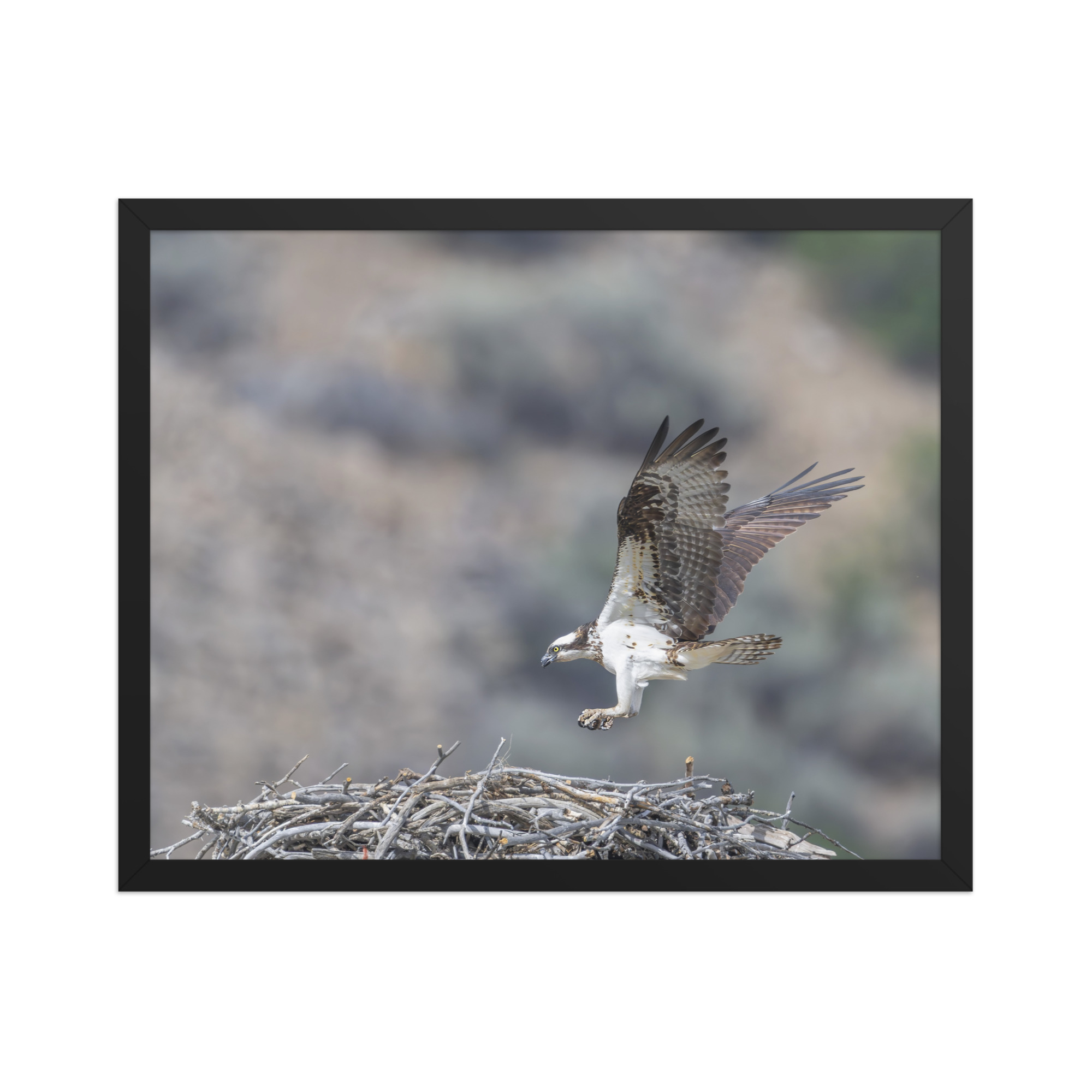 Osprey Landing on its nest! Framed photo paper poster - Image 9
