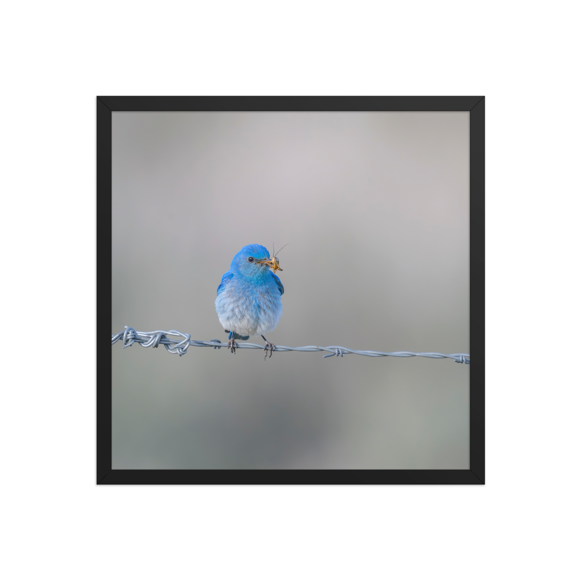 Mountain Blue Bird! Framed photo paper poster - Image 10