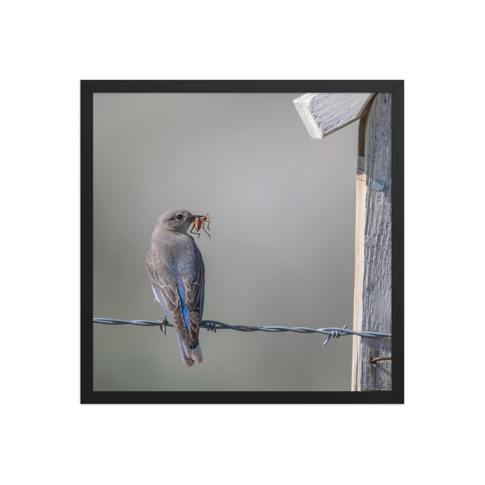 Mama Mountain bluebird with food! Framed photo paper poster - Image 10