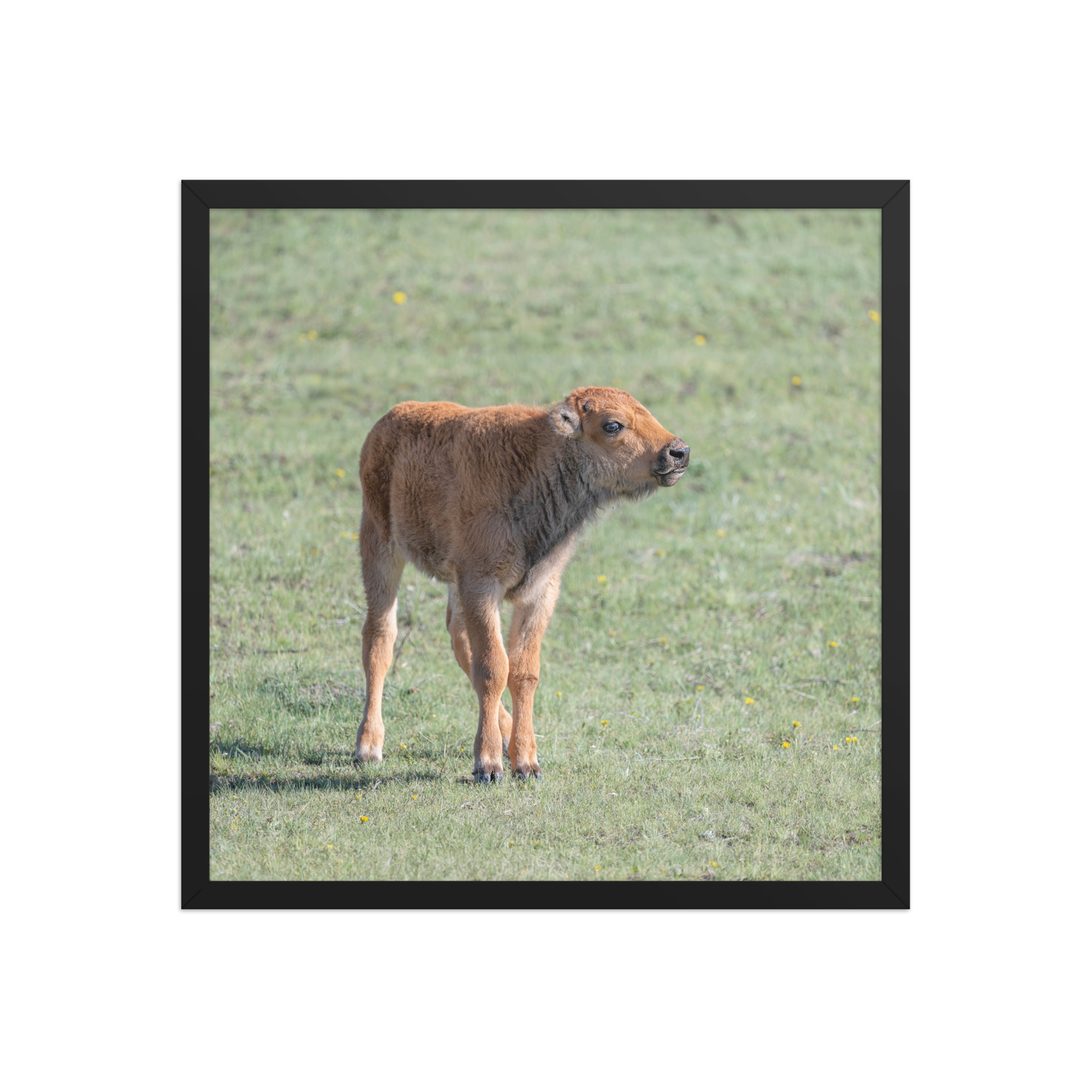 Baby Bison! Framed photo paper poster - Image 10