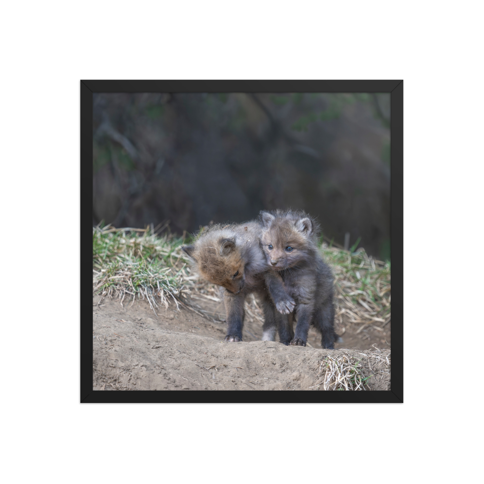 Brothers in Arms Red fox kits! Framed photo paper poster - Image 10