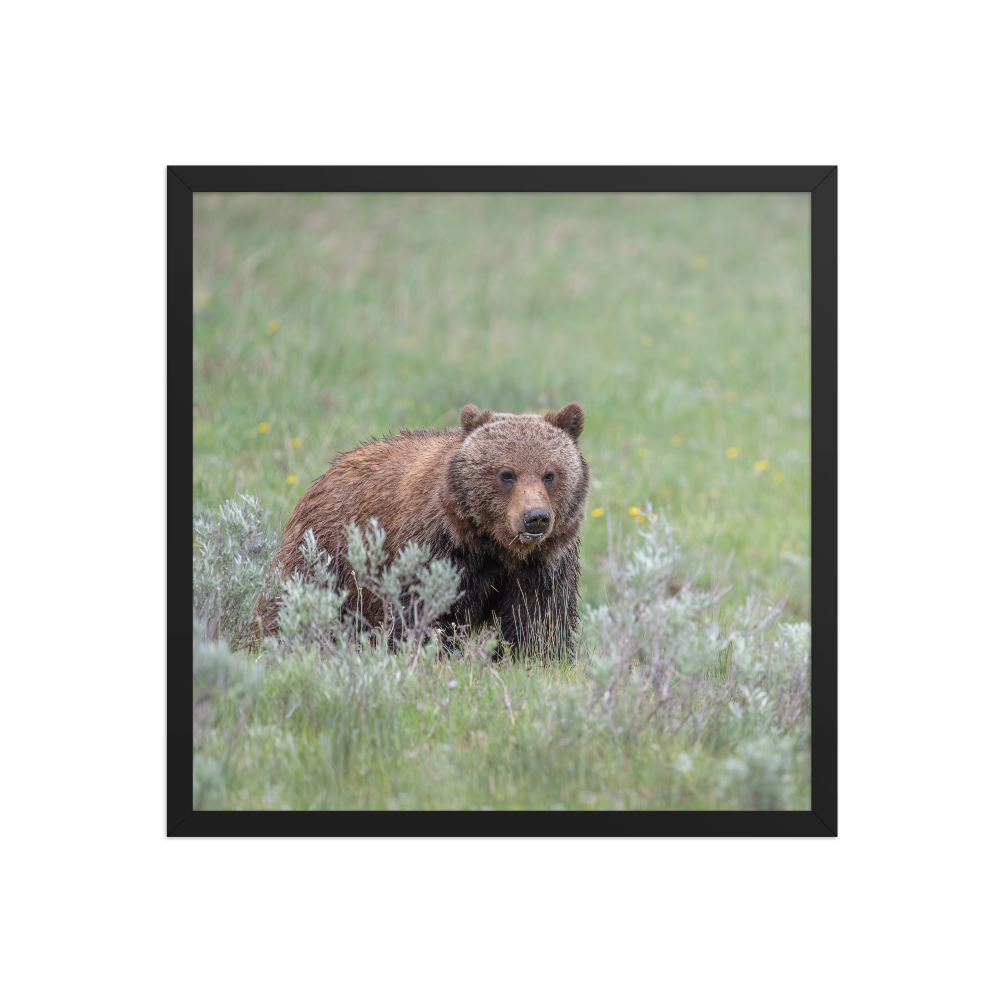 Hungry Grizzly in a Meadow! Framed photo paper poster - Image 10