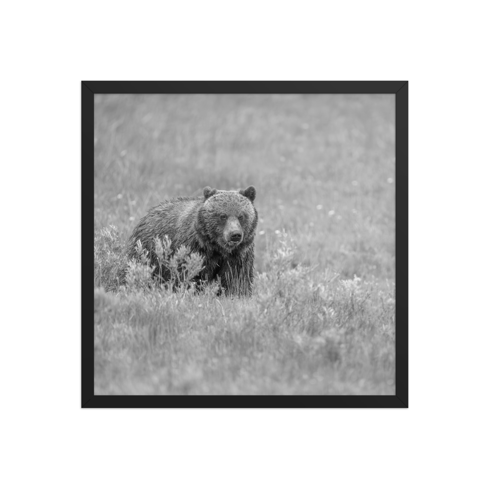 Hungry Grizzly in a Meadow! Monochrome Framed photo paper poster - Image 10