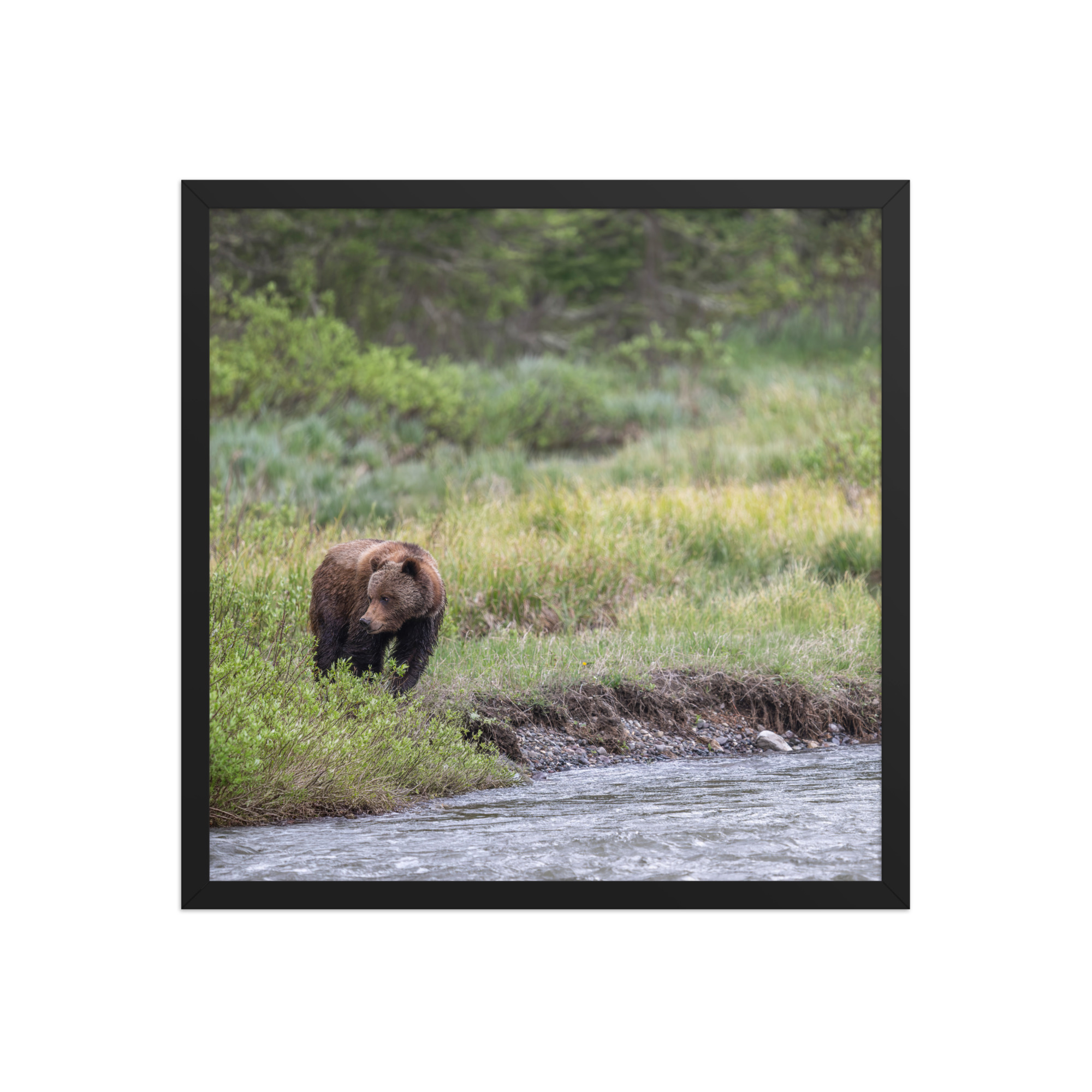 Grizzly getting read! Framed photo paper poster - Image 10