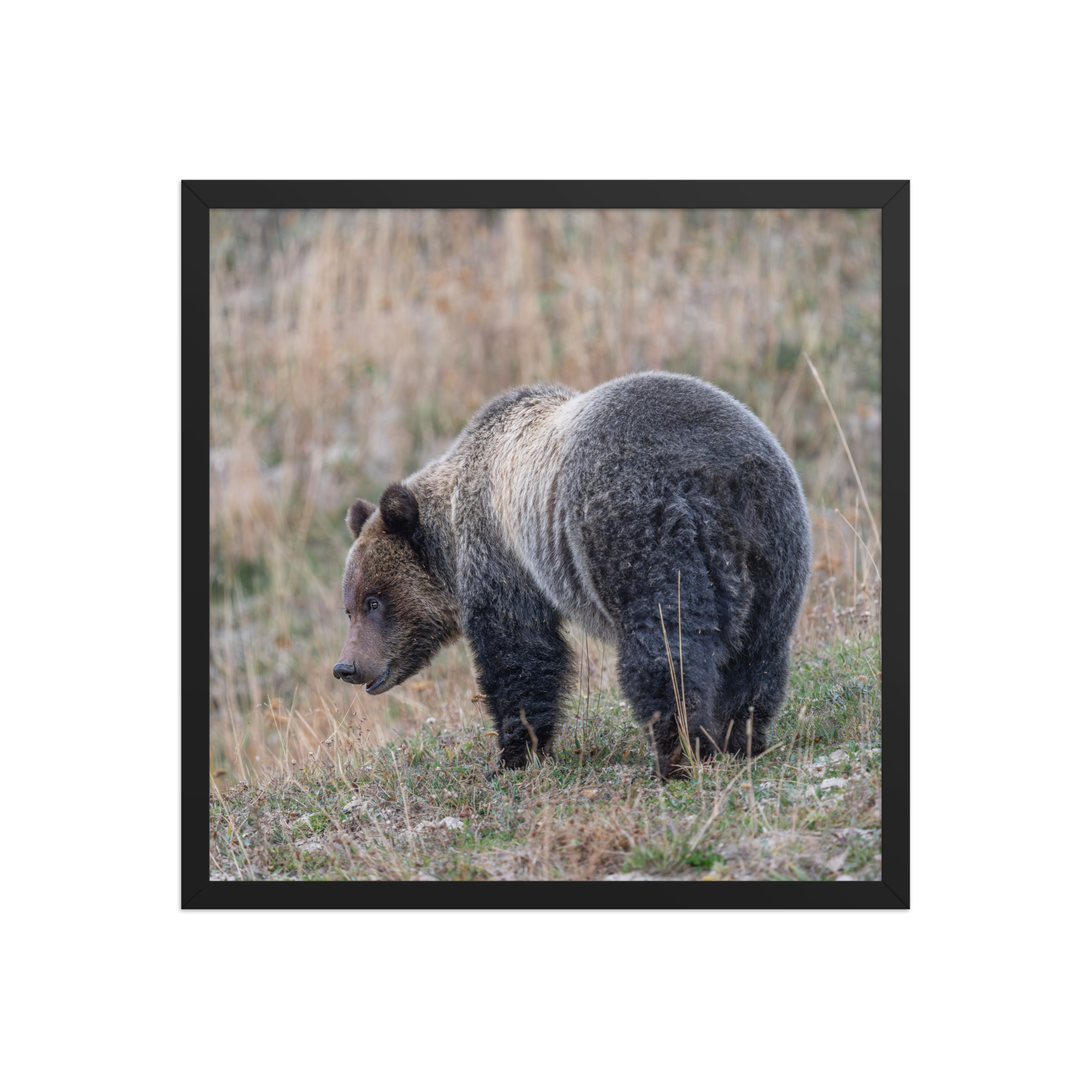 Grizzly of yellowstone! Framed photo paper poster - Image 10