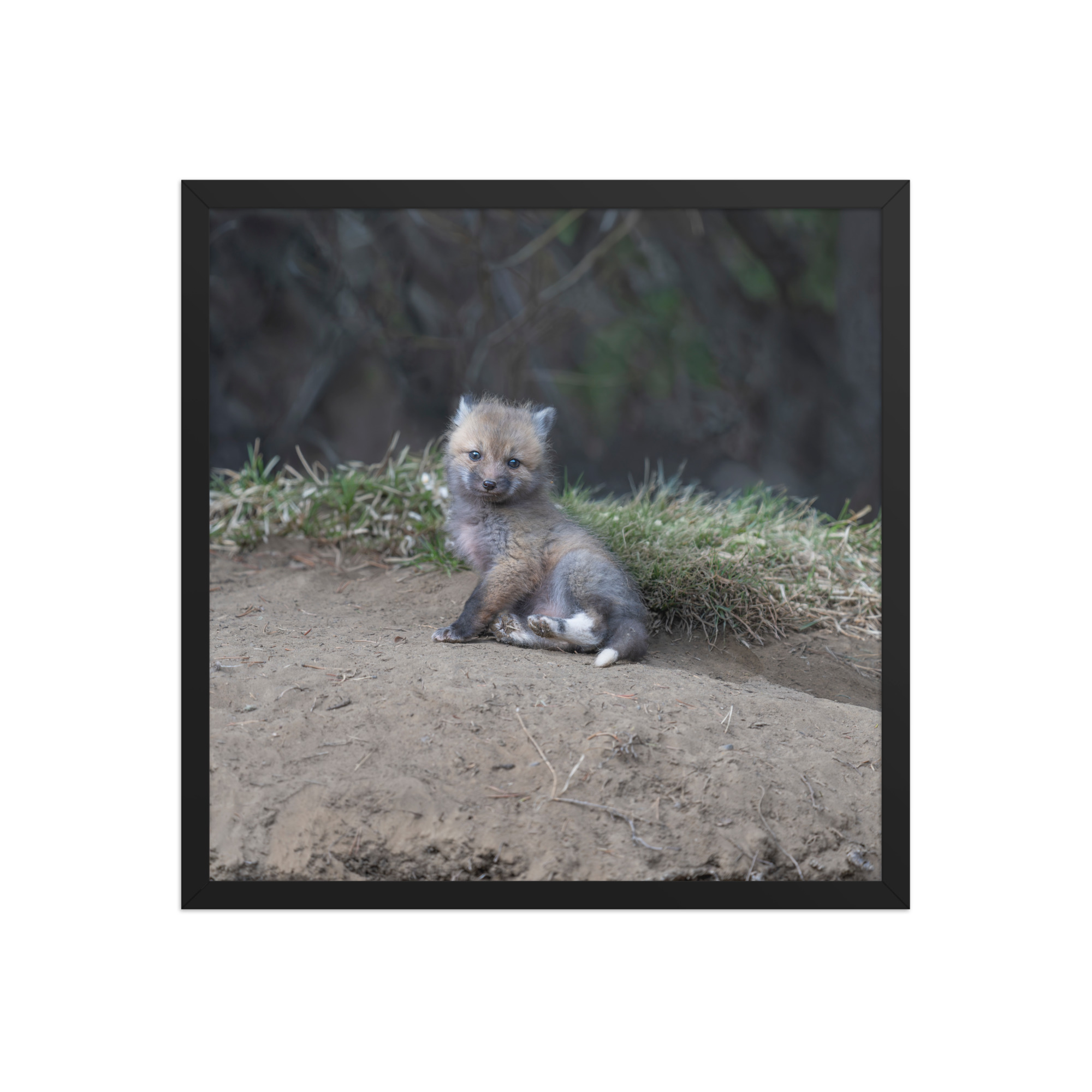Guarding Den Baby Red fox! Framed photo paper poster - Image 10