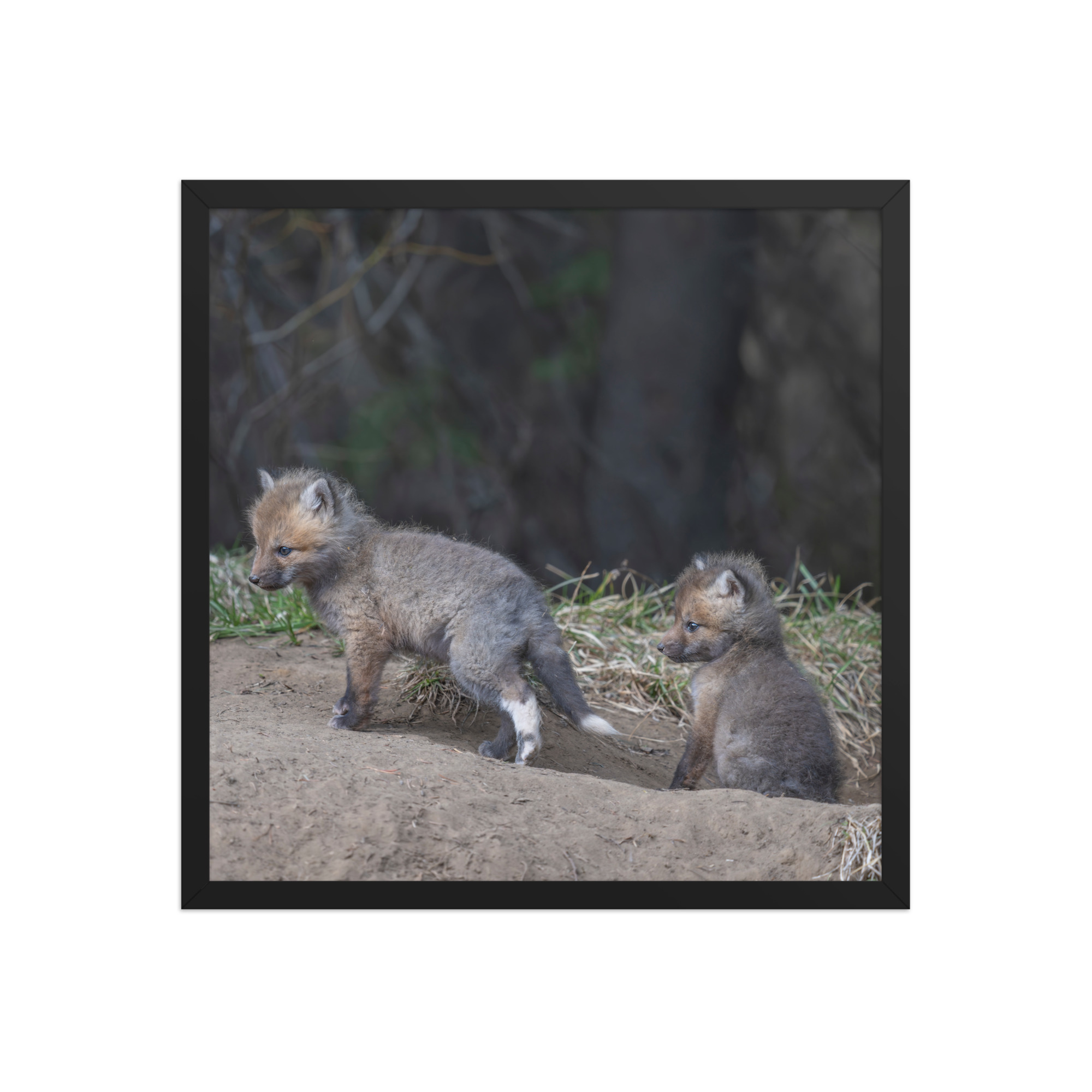 Play Time Baby Red fox!  Framed photo paper poster - Image 10