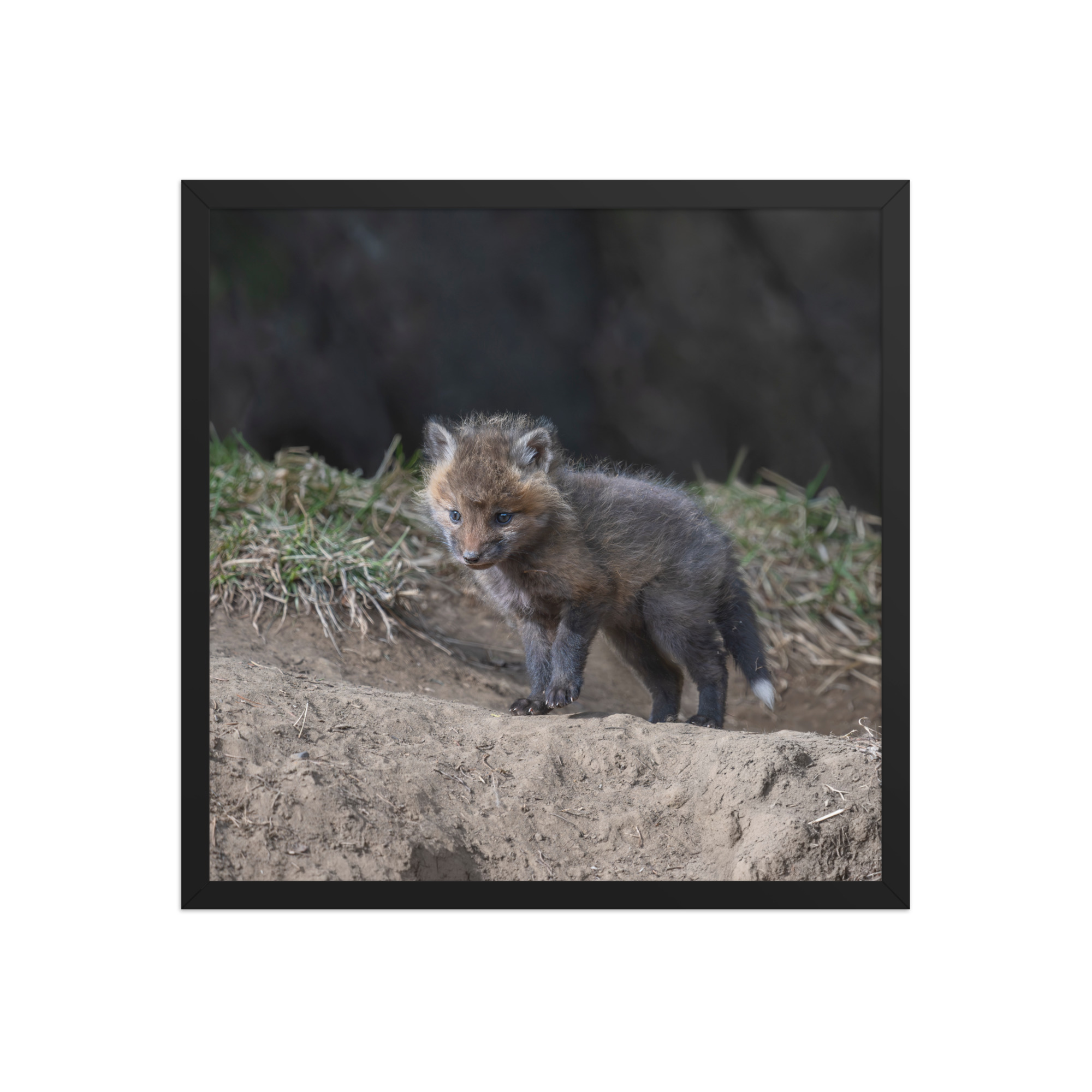 Just checking Baby Red fox! Framed photo paper poster - Image 10