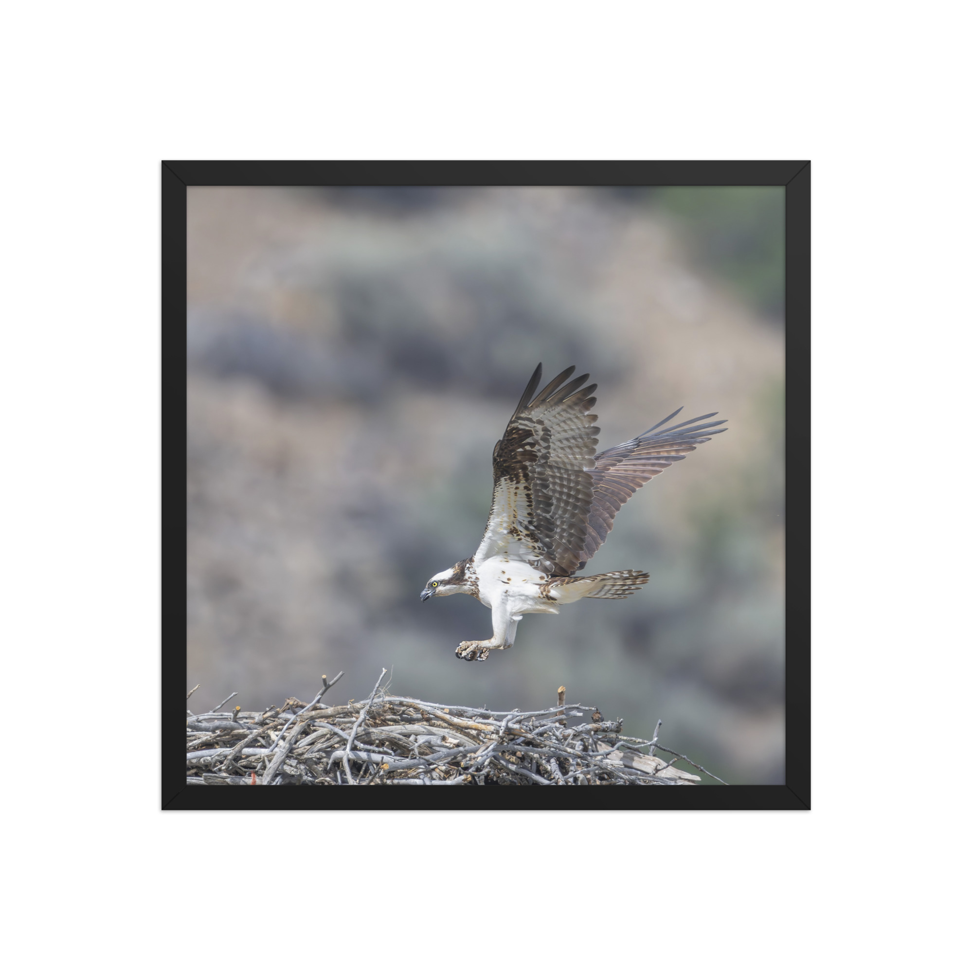 Osprey Landing on its nest! Framed photo paper poster - Image 10