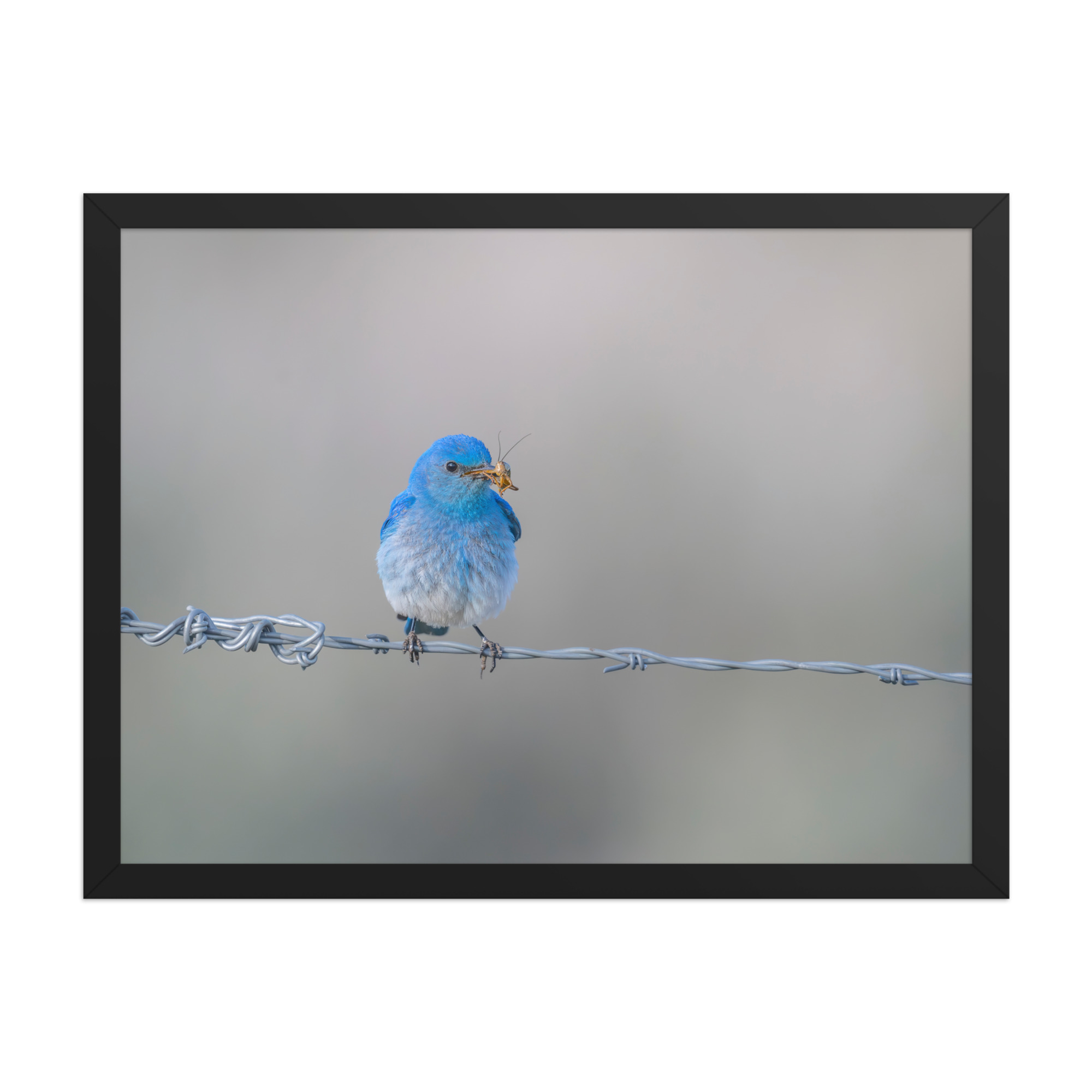 Mountain Blue Bird! Framed photo paper poster - Image 11