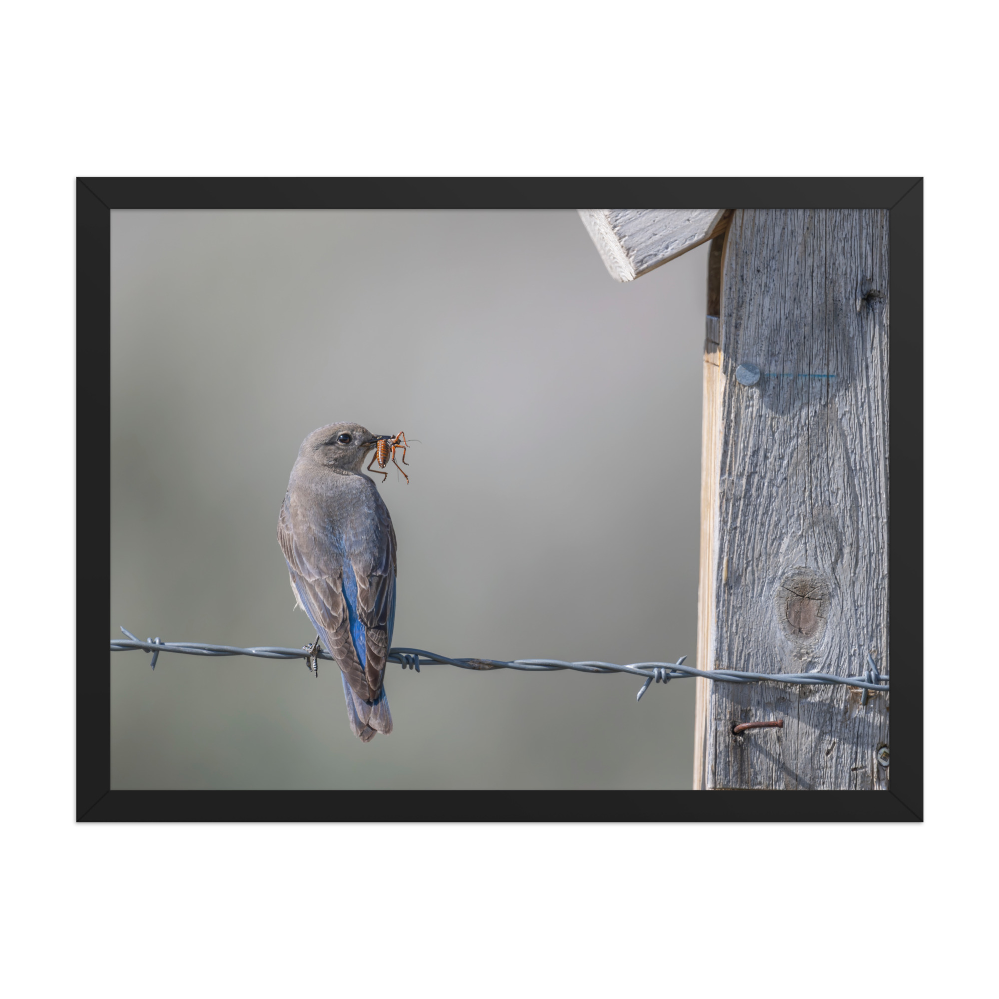 Mama Mountain bluebird with food! Framed photo paper poster - Image 11