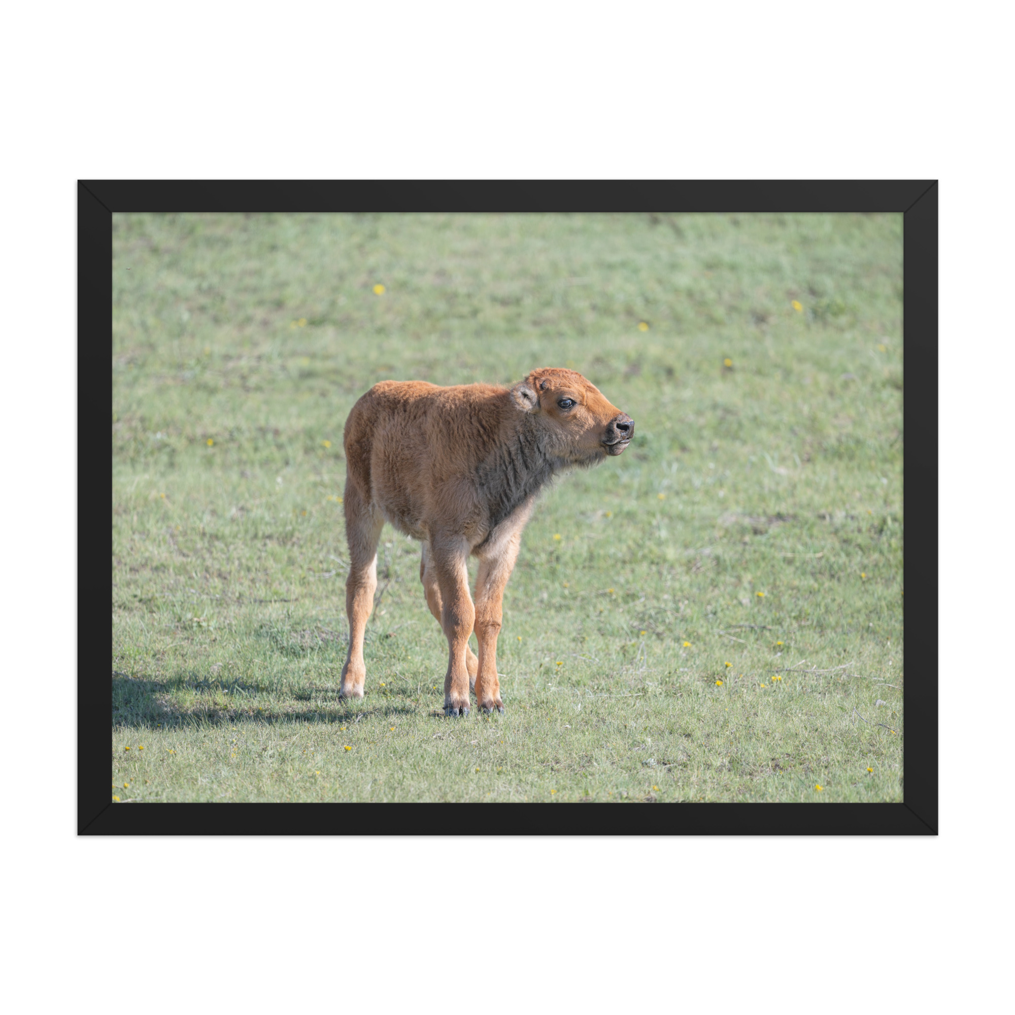 Baby Bison! Framed photo paper poster - Image 11