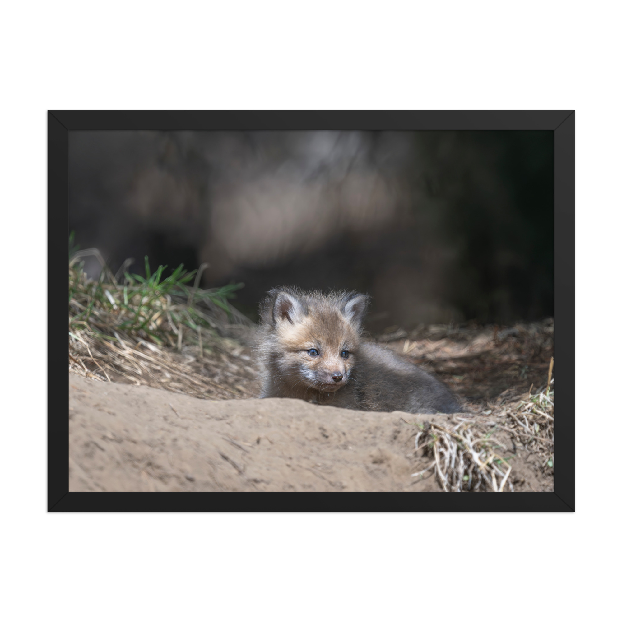 Baby Red fox waiting for Mom! Framed photo paper poster - Image 11
