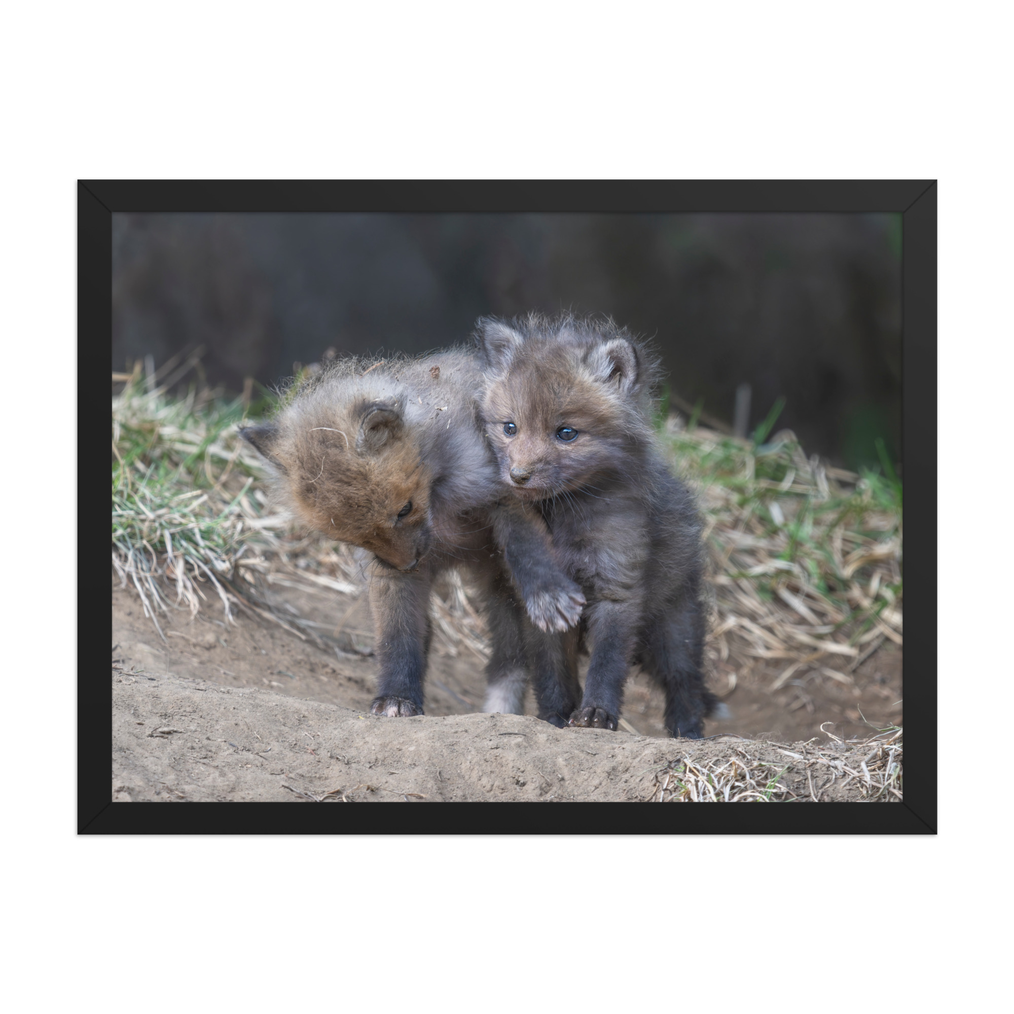 Brothers in Arms Red fox kits! Framed photo paper poster - Image 11