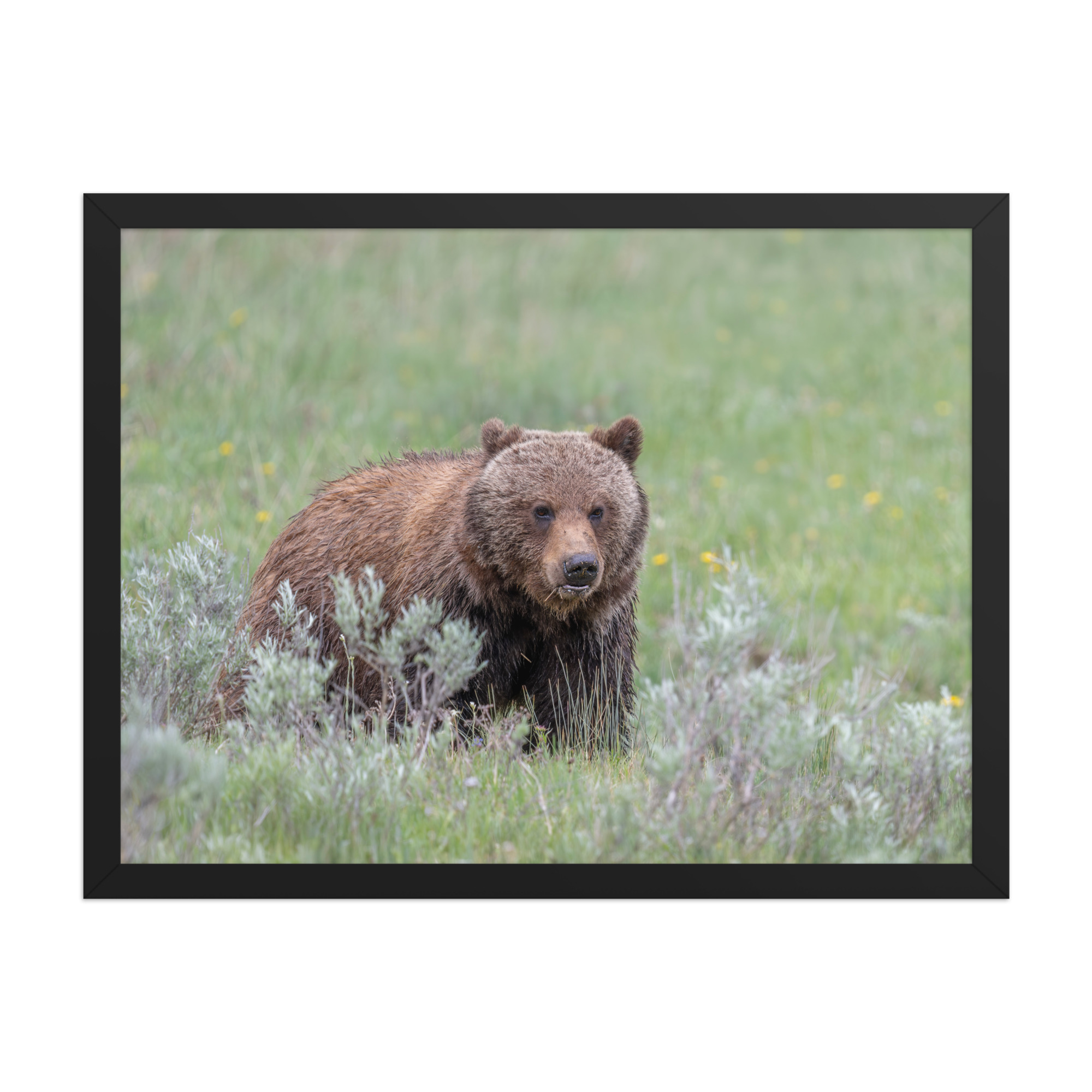 Hungry Grizzly in a Meadow! Framed photo paper poster - Image 11