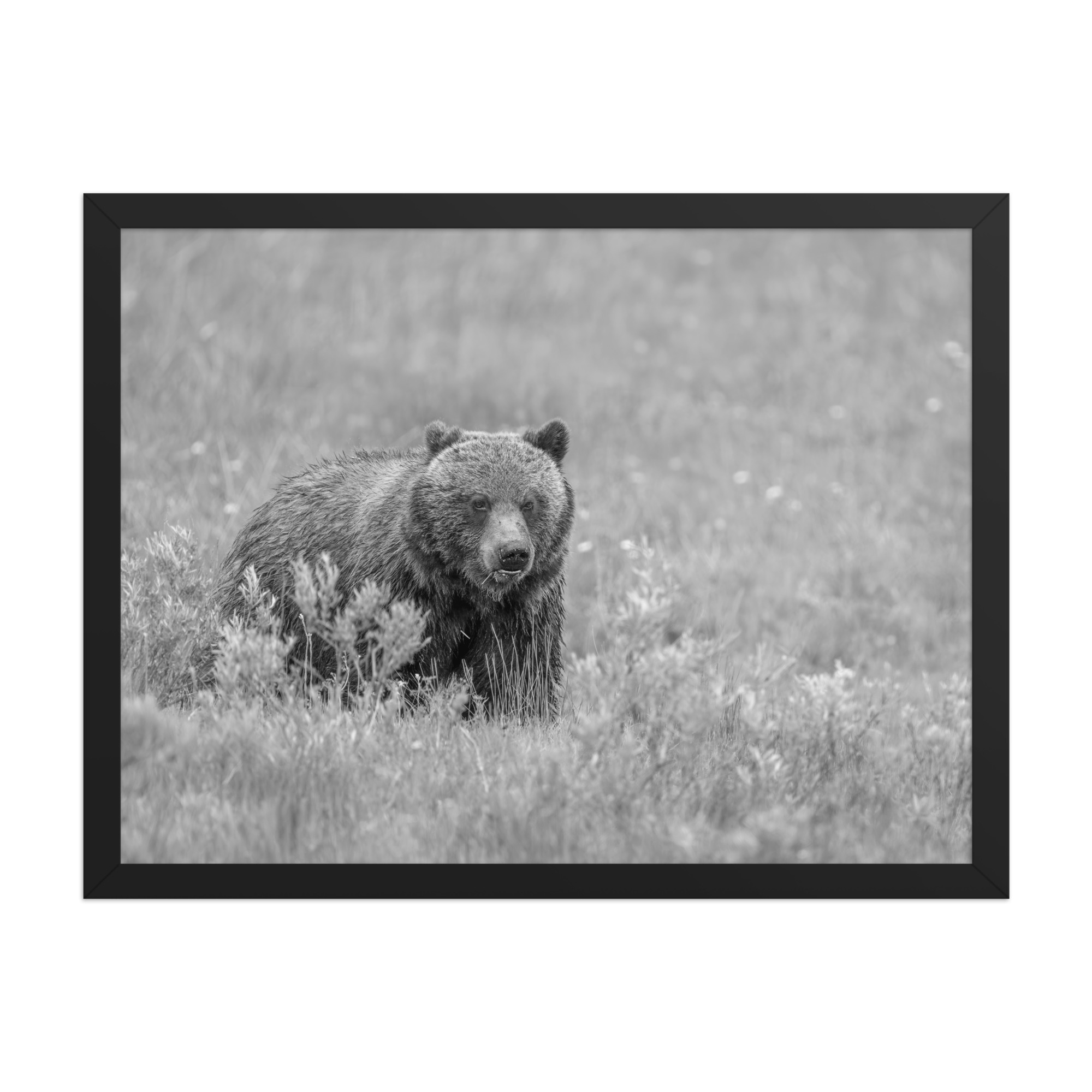 Hungry Grizzly in a Meadow! Monochrome Framed photo paper poster - Image 11