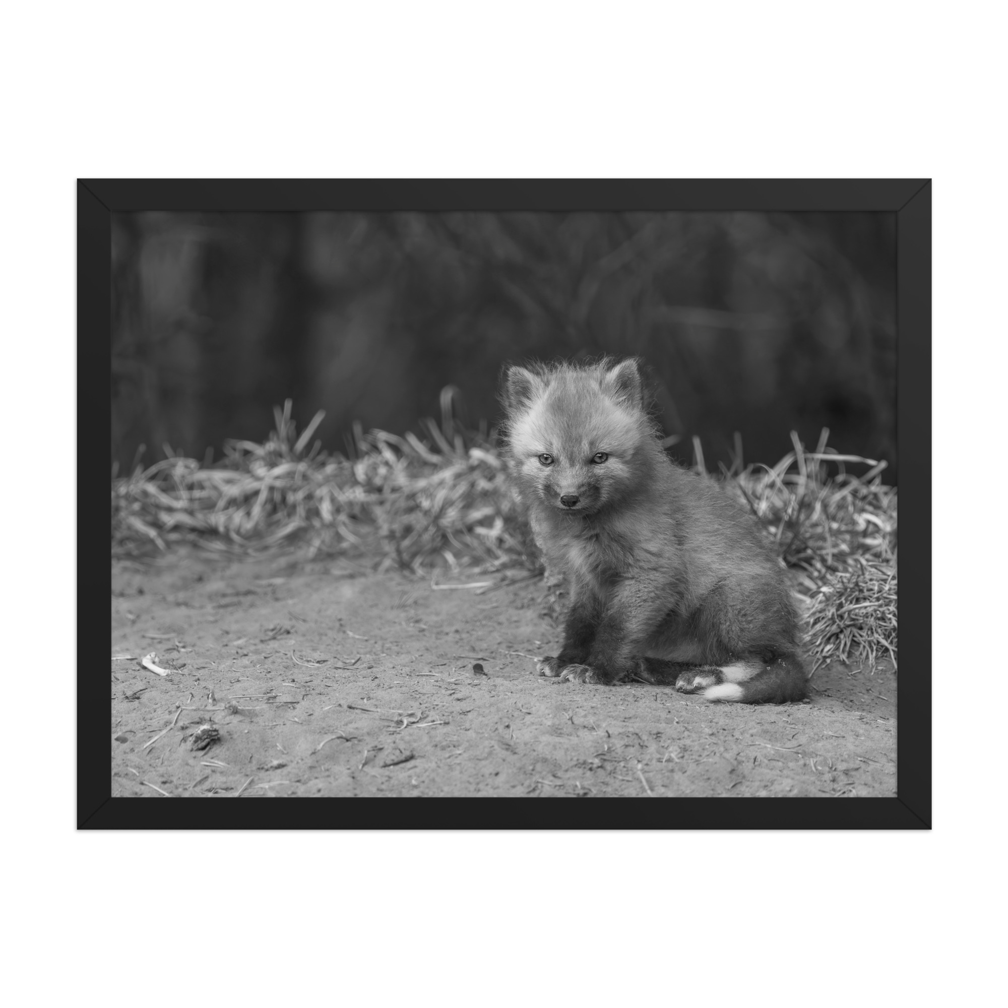 Sharp gaze baby red fox (Monochrome)! Framed photo paper poster - Image 11
