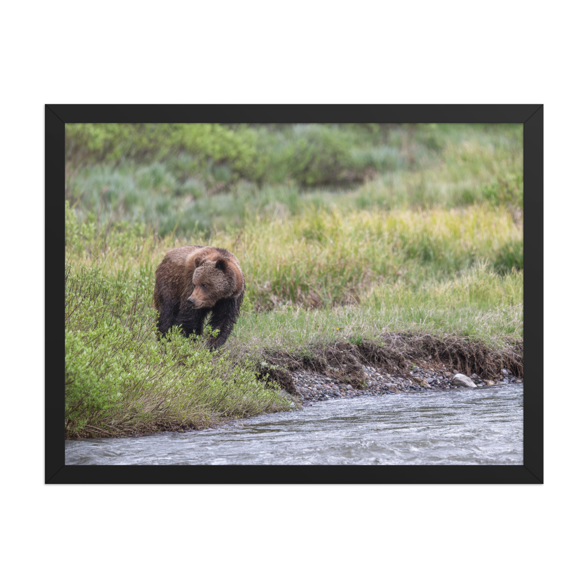 Grizzly getting read! Framed photo paper poster - Image 11