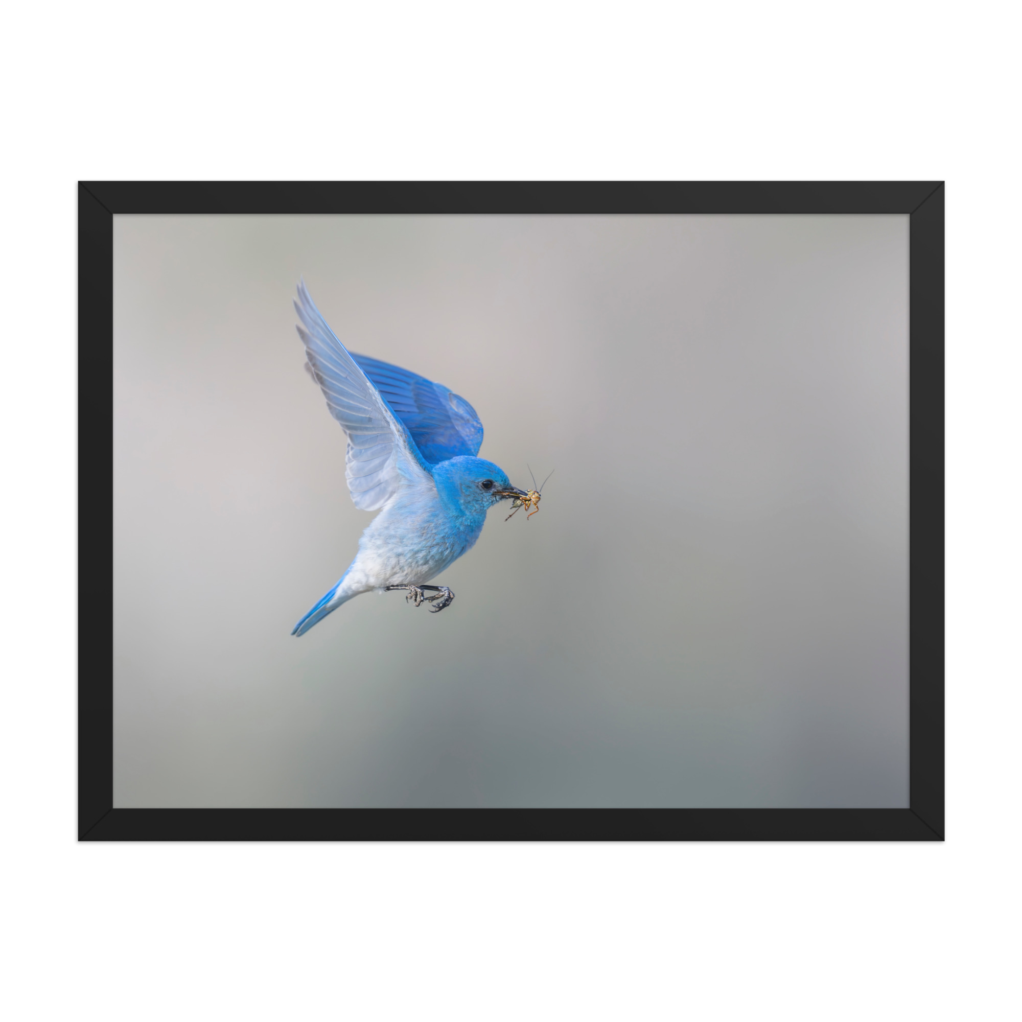 Mountain Bluebird with prey! Framed photo paper poster - Image 11