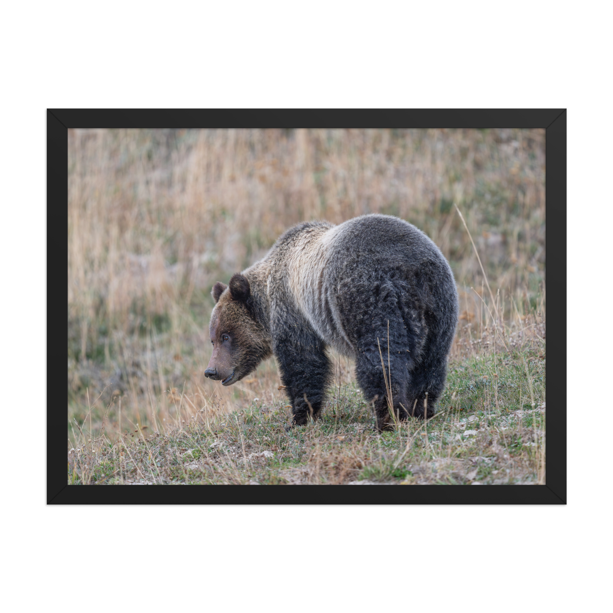 Grizzly of yellowstone! Framed photo paper poster - Image 11