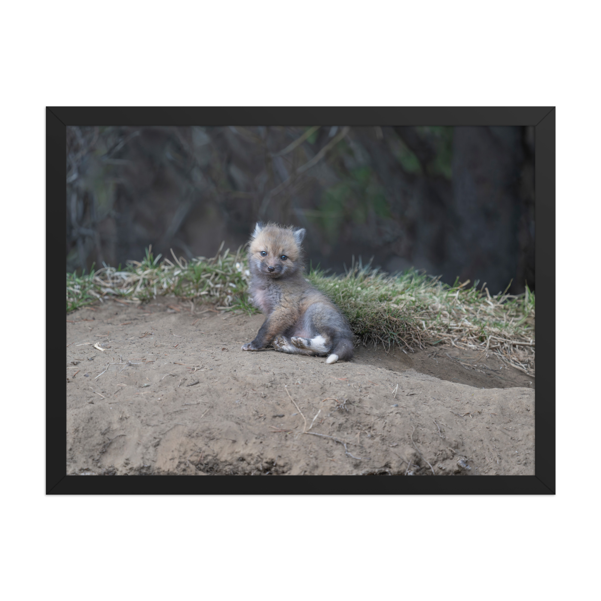 Guarding Den Baby Red fox! Framed photo paper poster - Image 11