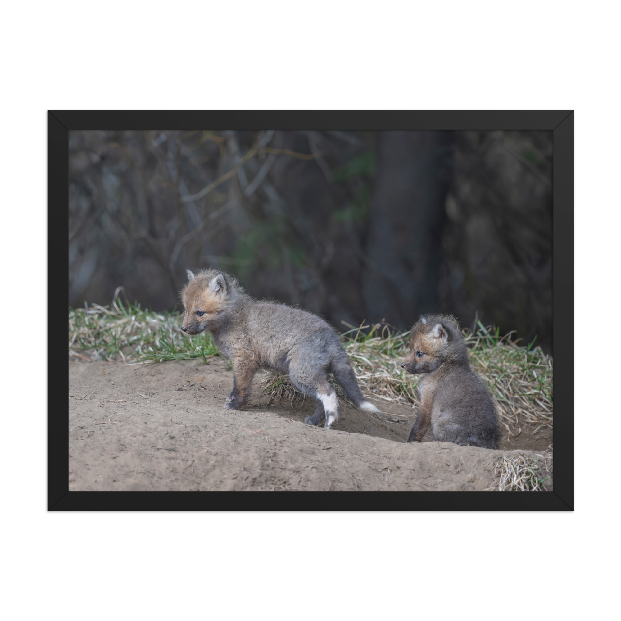 Play Time Baby Red fox!  Framed photo paper poster - Image 11