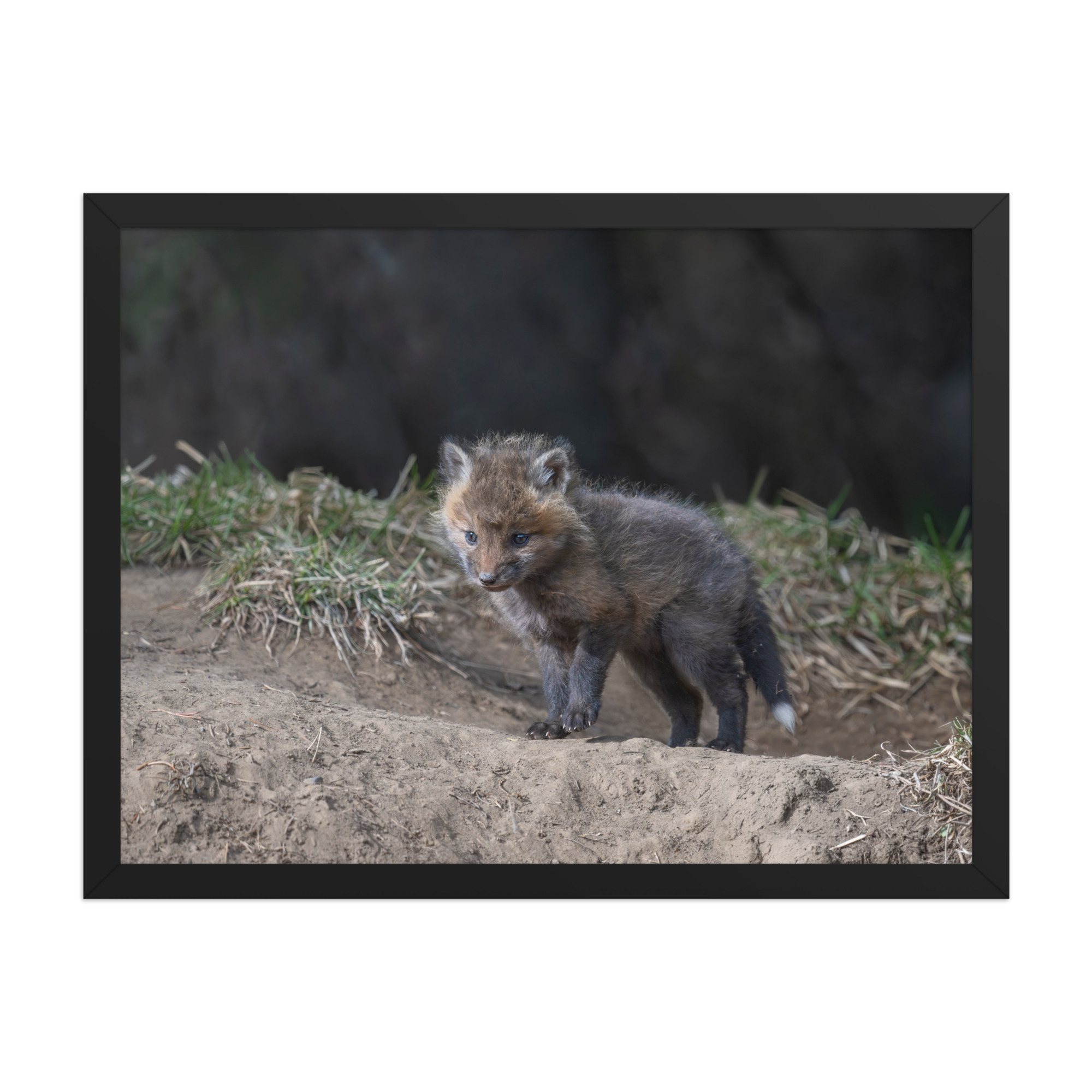 Just checking Baby Red fox! Framed photo paper poster - Image 11