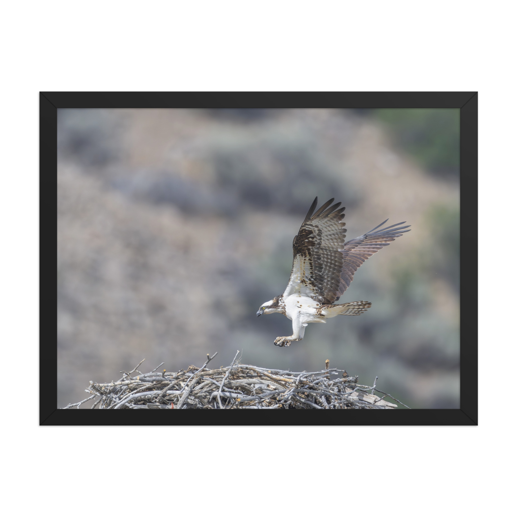 Osprey Landing on its nest! Framed photo paper poster - Image 11