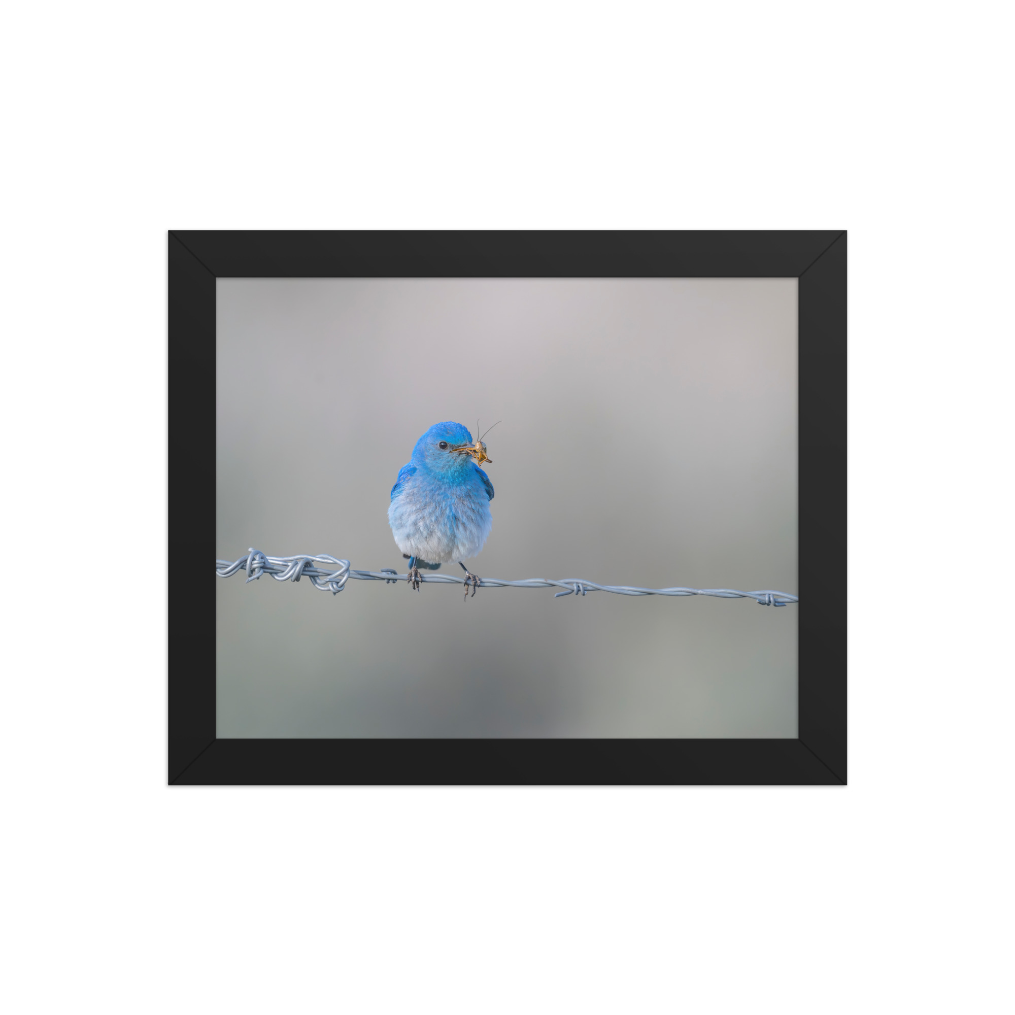 Mountain Blue Bird! Framed photo paper poster - Image 2