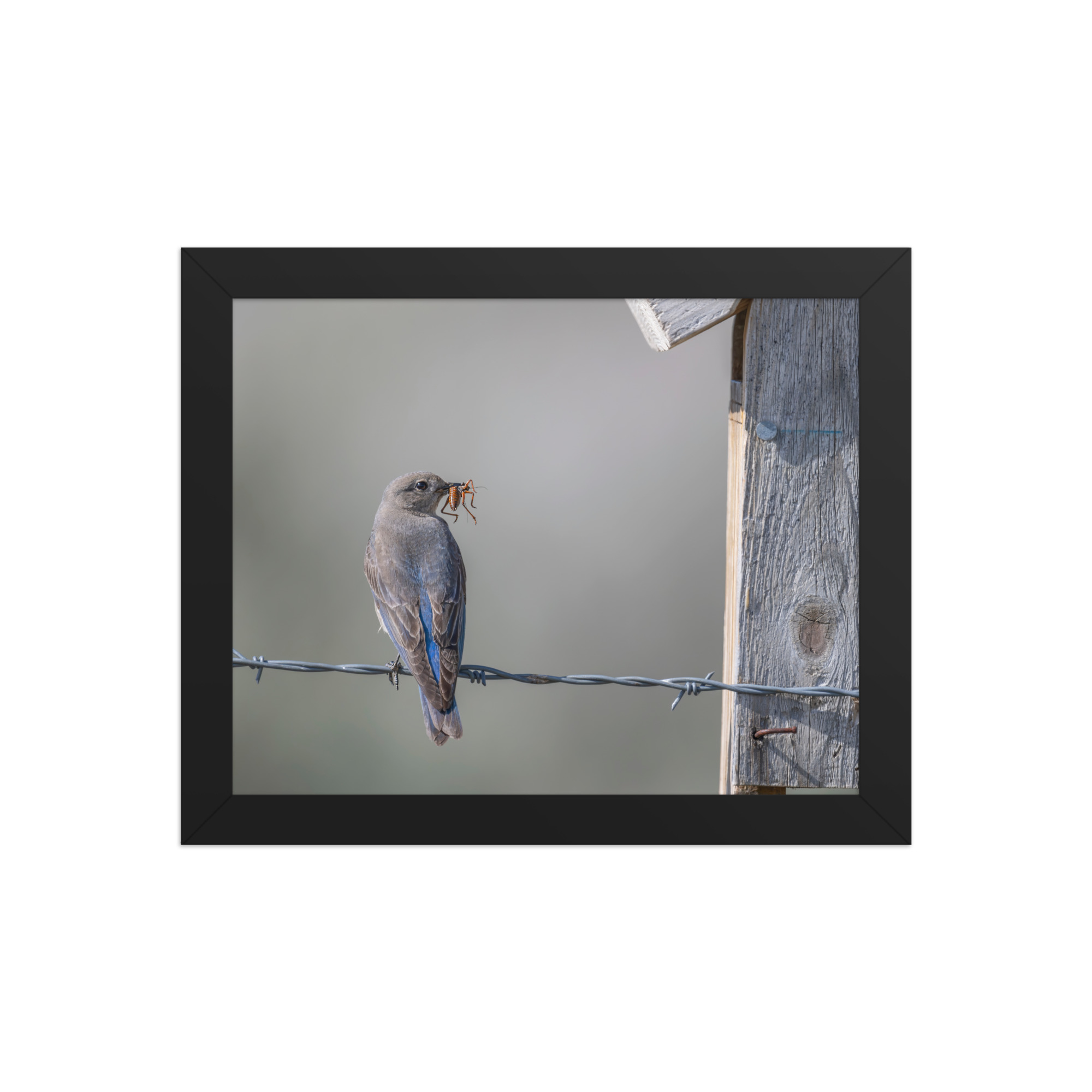 Mama Mountain bluebird with food! Framed photo paper poster - Image 2