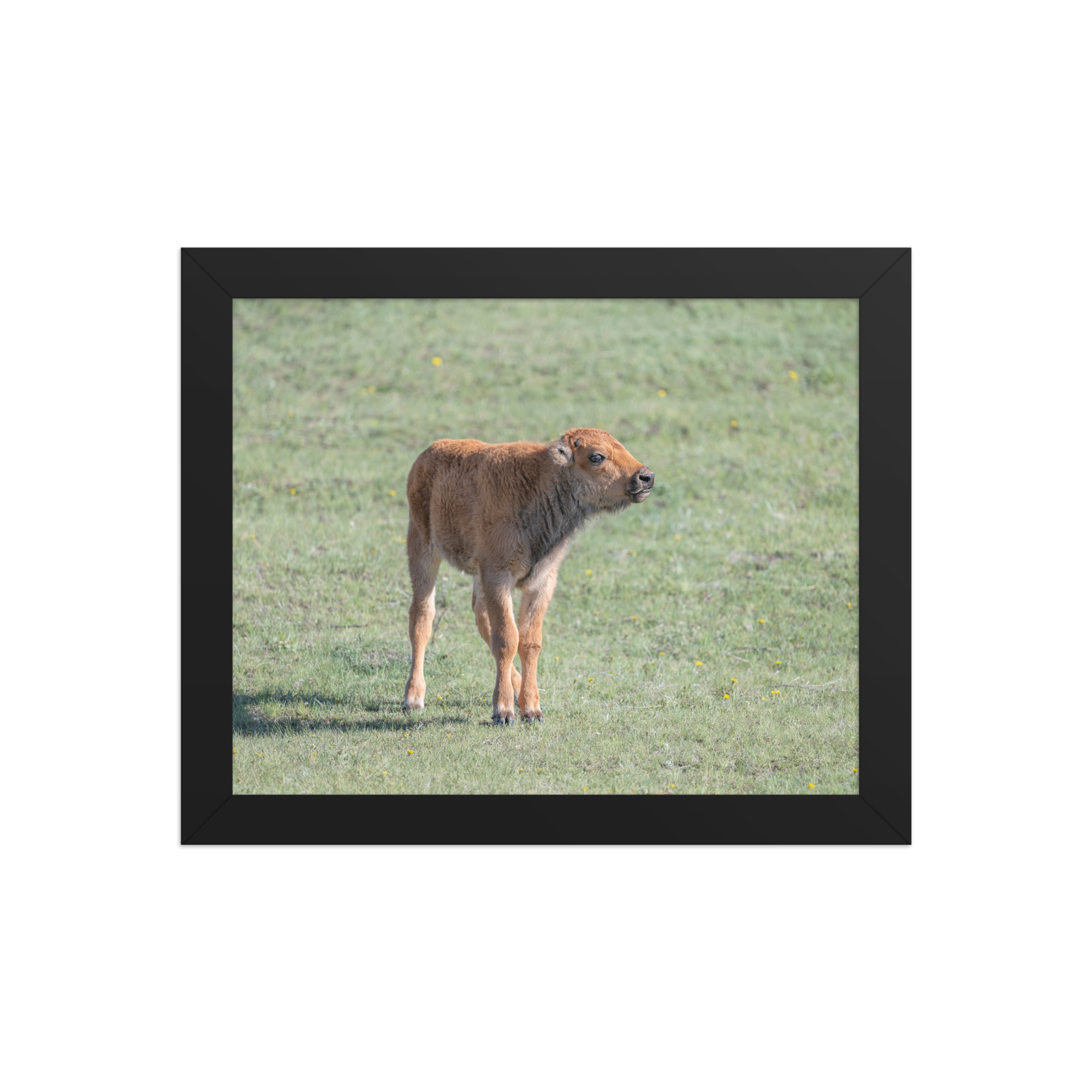 Baby Bison! Framed photo paper poster - Image 2
